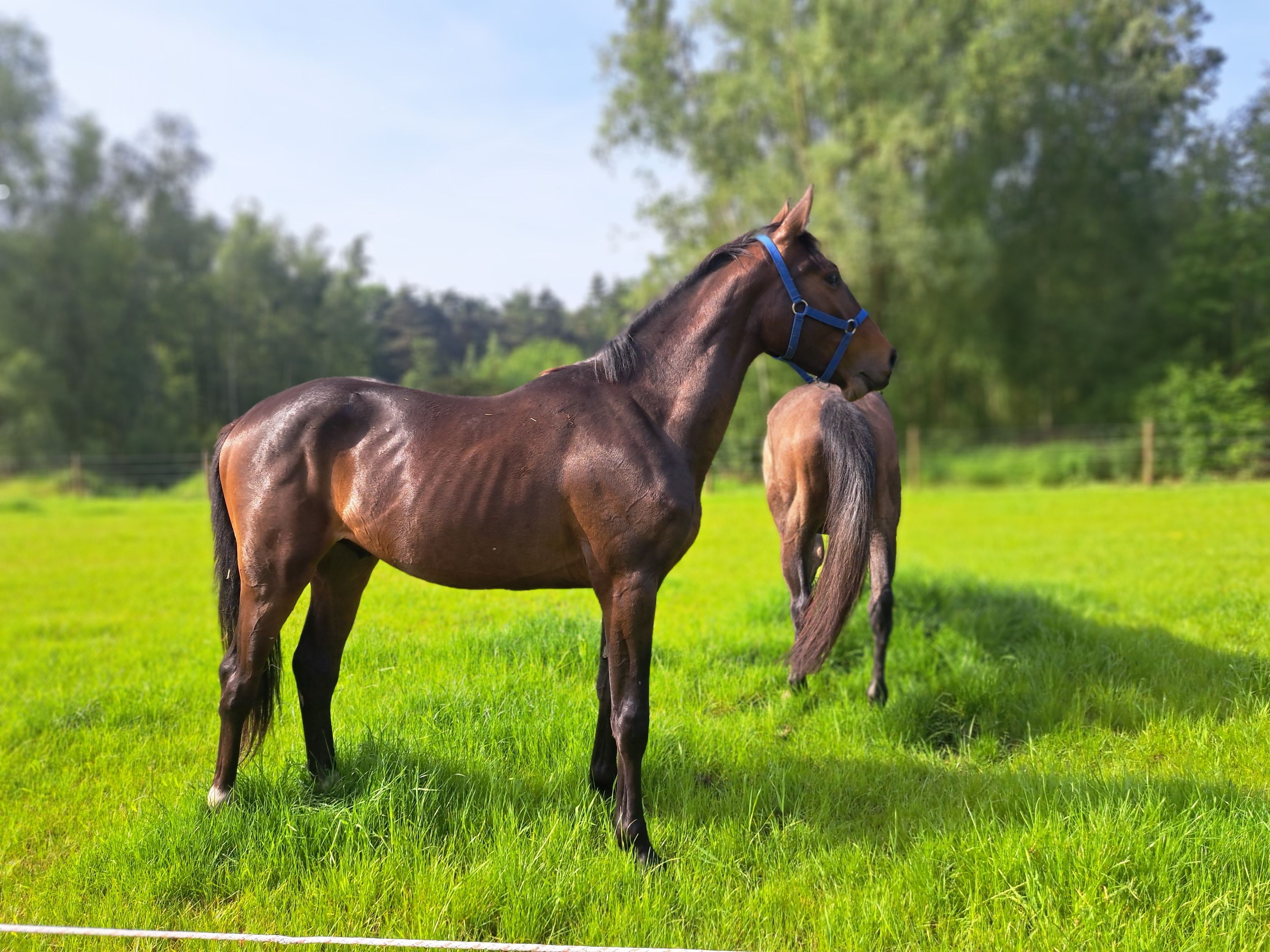 zangersheide springpaard hengst 2 år donkerbruin till salu - Foto 2