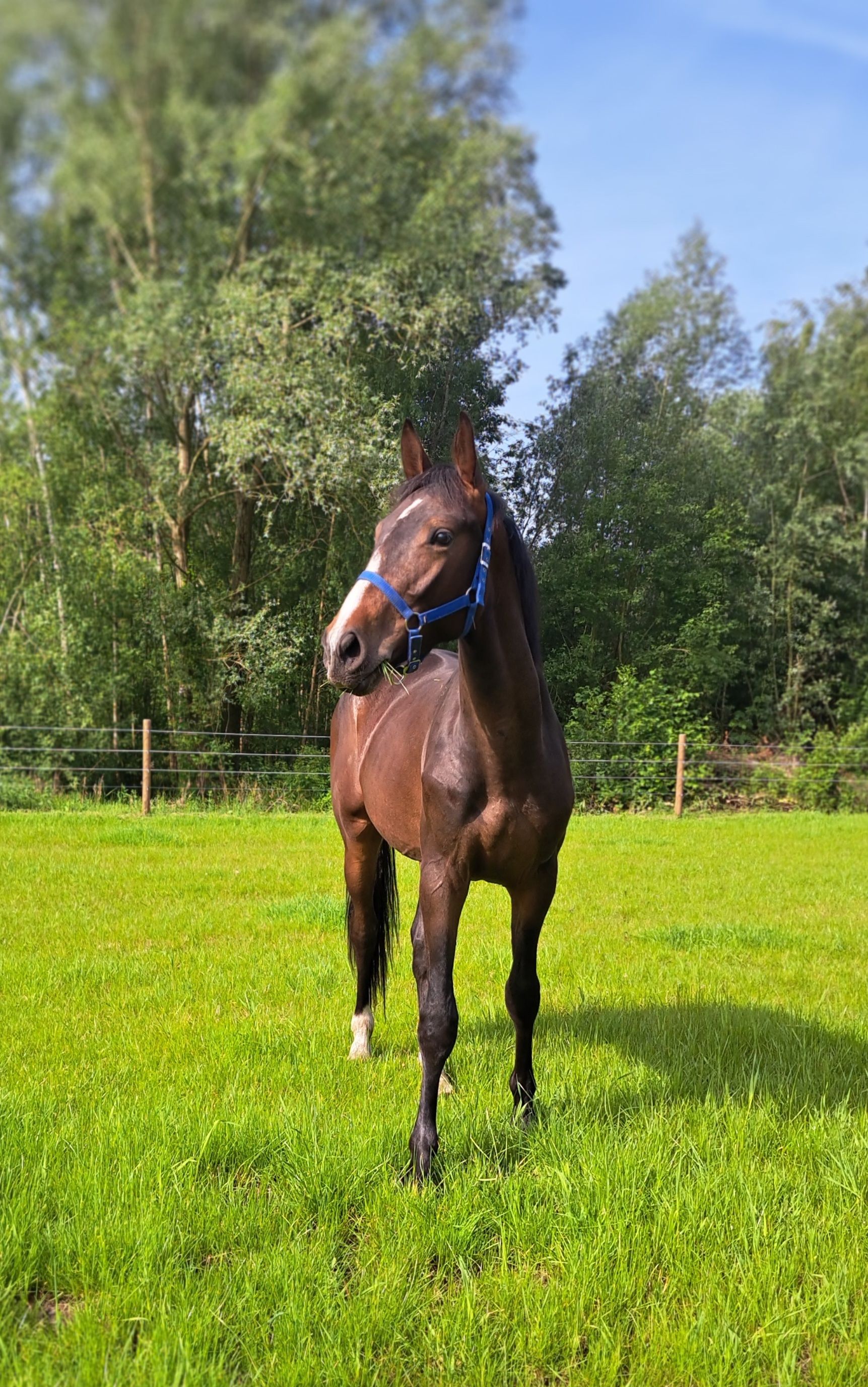 zangersheide springpaard hengst 2 år donkerbruin till salu - Foto 3