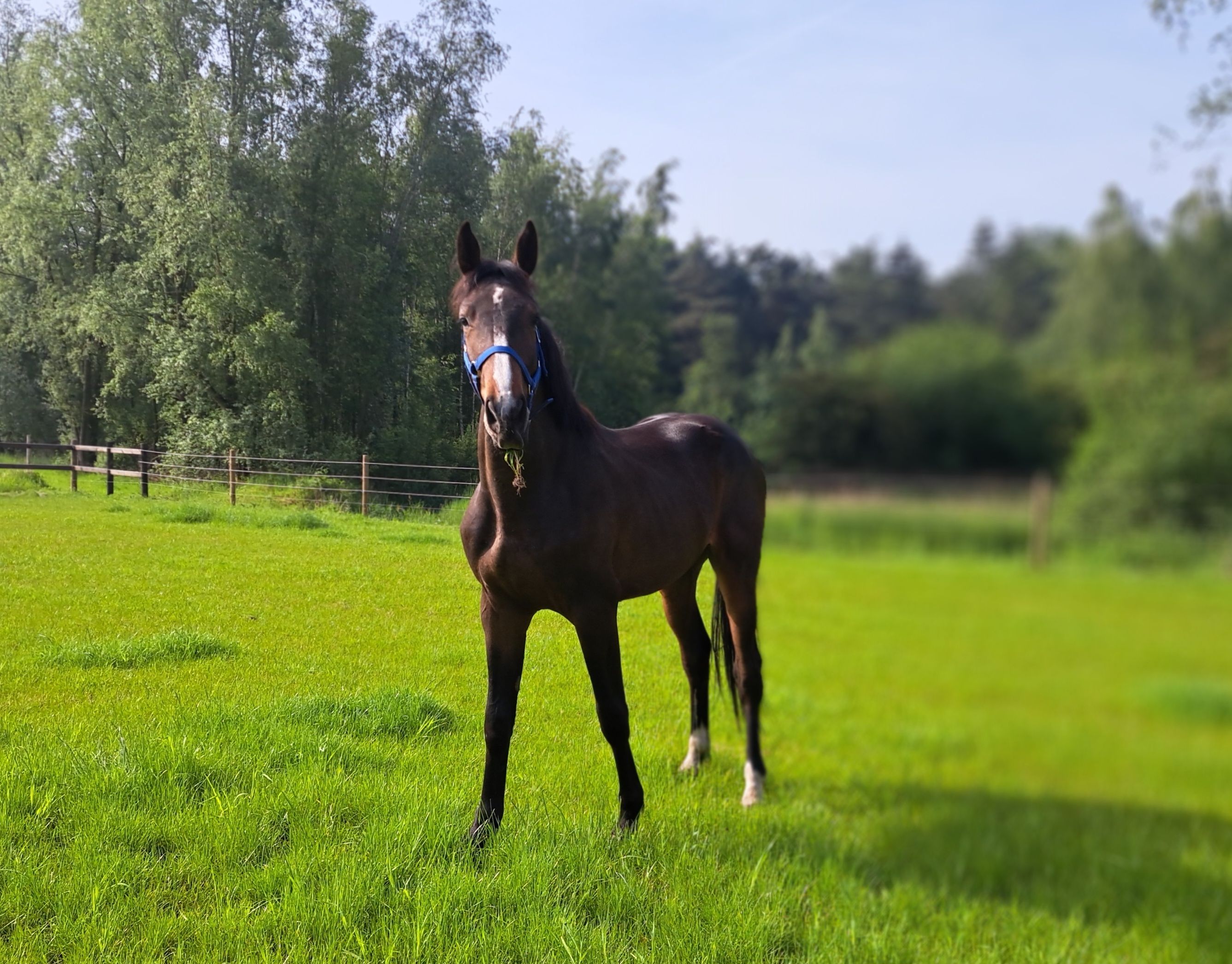 zangersheide springpaard hengst 2 år donkerbruin till salu - Foto 4