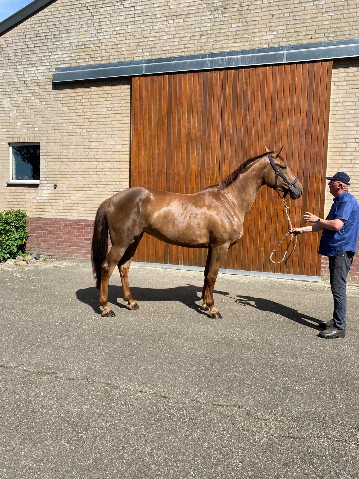 kwpn springpaard merrie 5 rokov vos na predaj - Foto 2