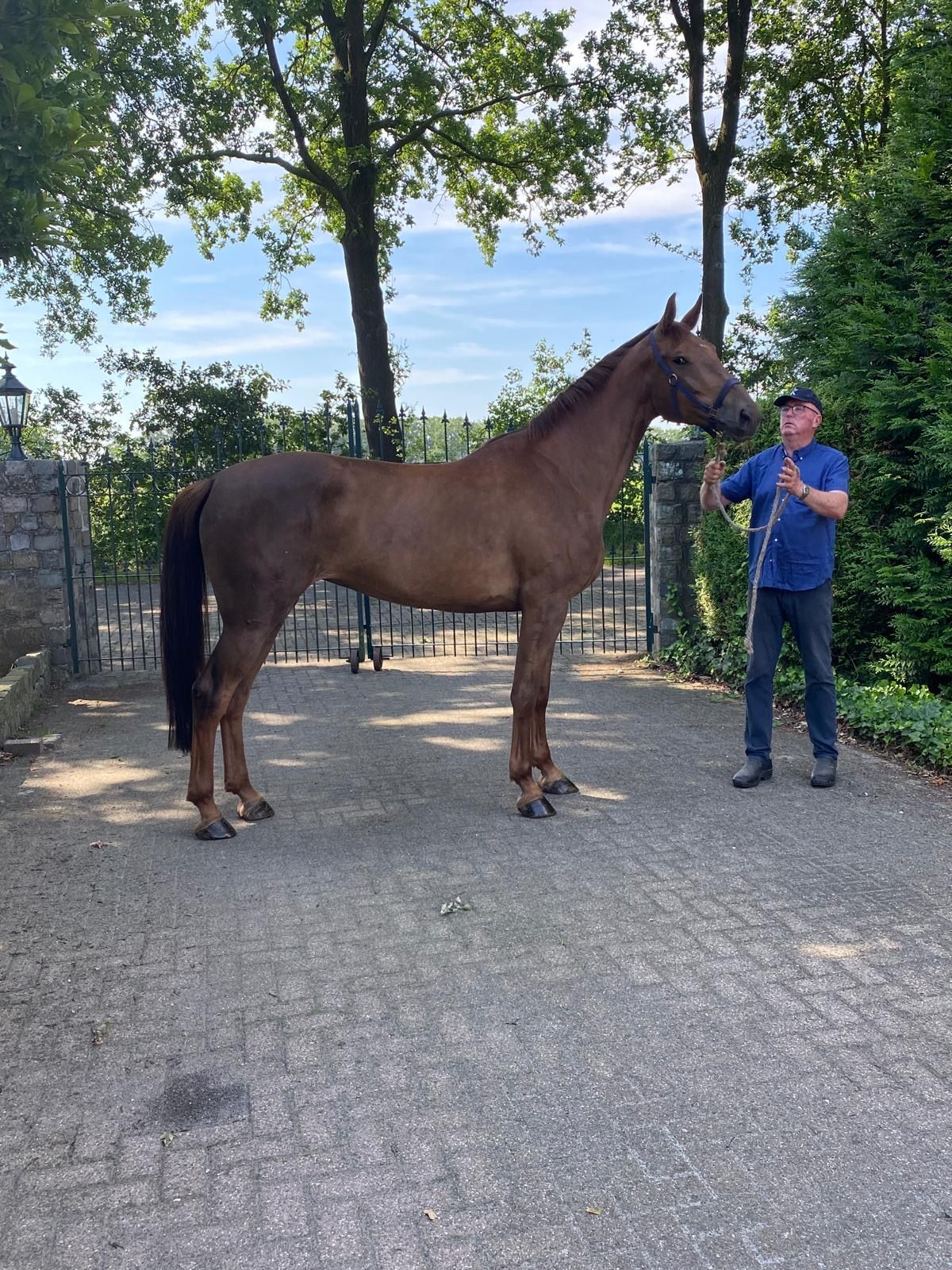 kwpn springpaard merrie 5 rokov vos na predaj - Foto 3
