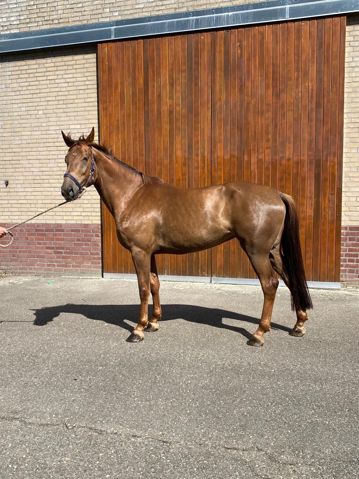 kwpn springpaard merrie 5 rokov vos na predaj - Foto 4