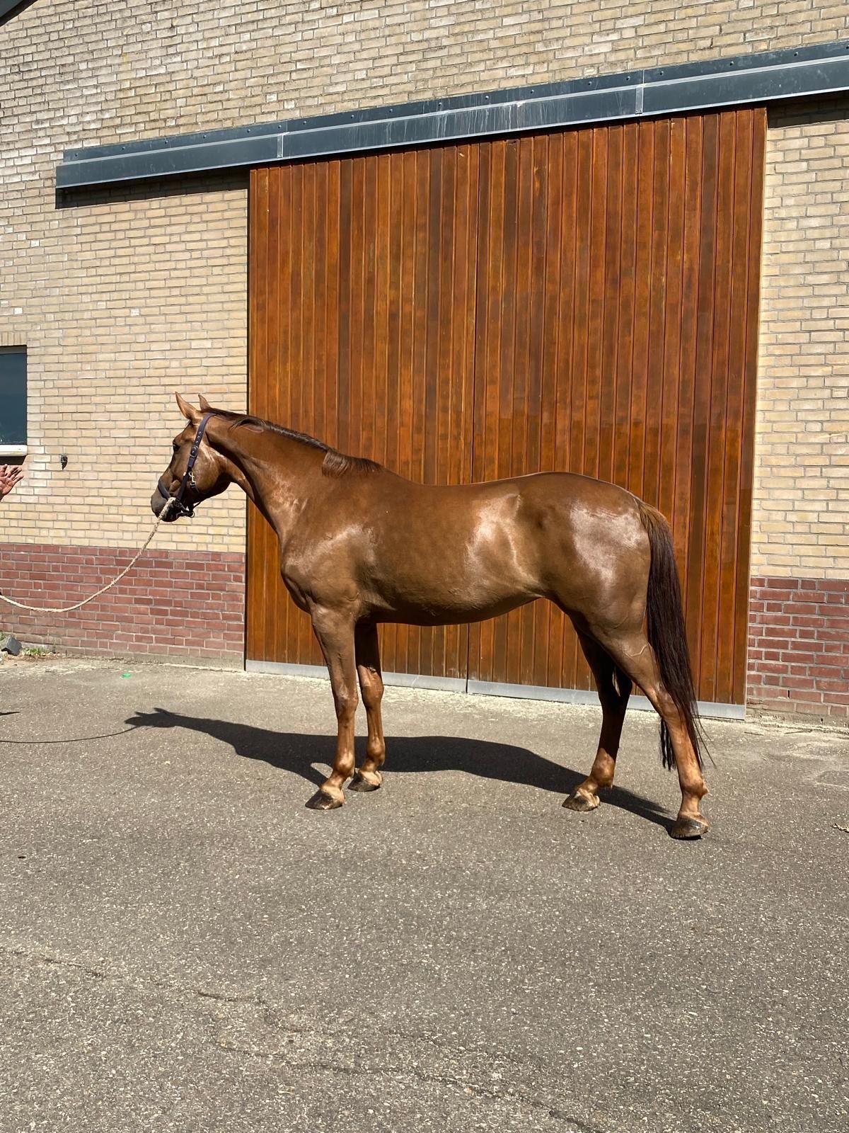 kwpn springpaard merrie 5 rokov vos na predaj - Foto 5
