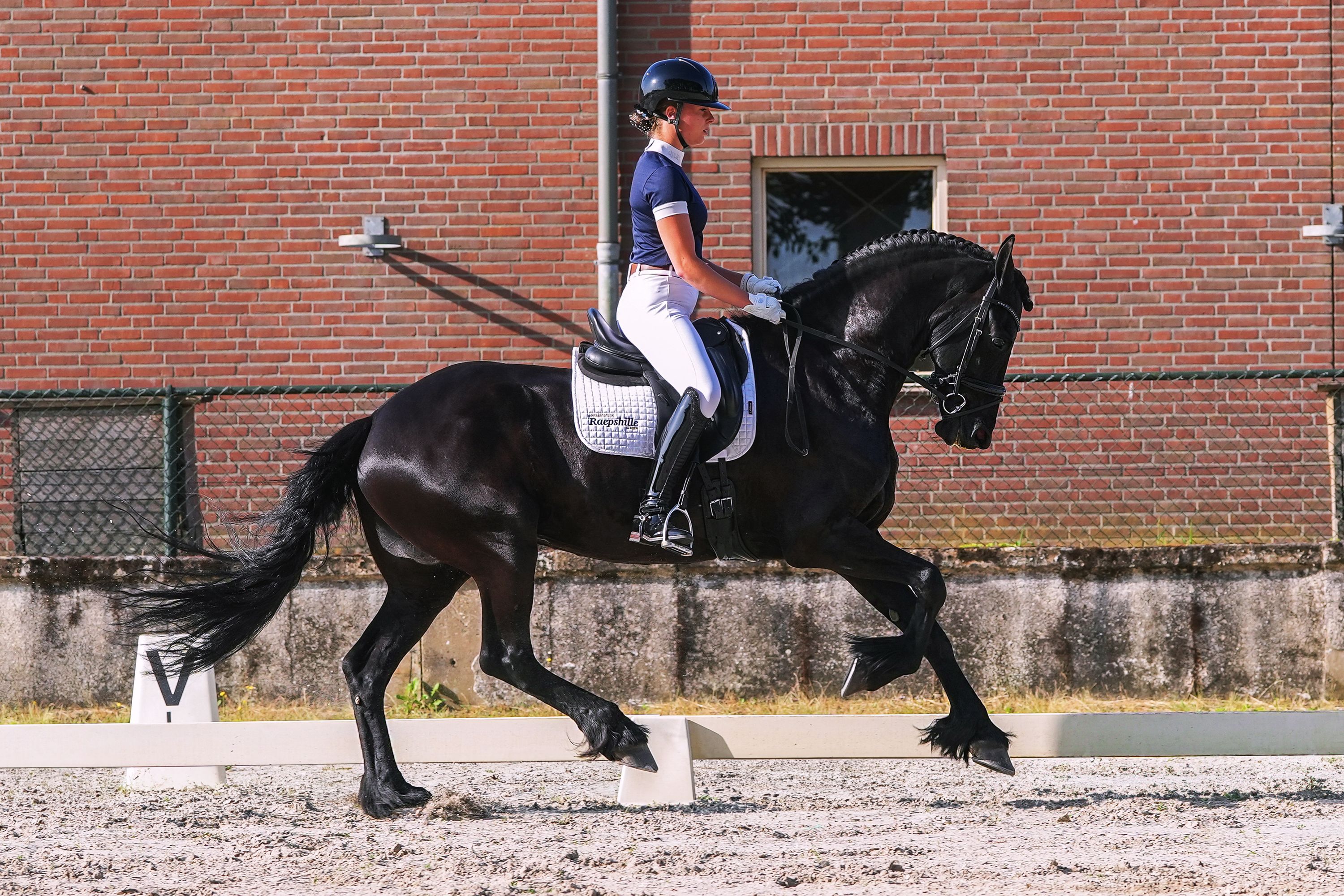 dressuurpaard merrie 9 years old zwart for sale - Photo 2