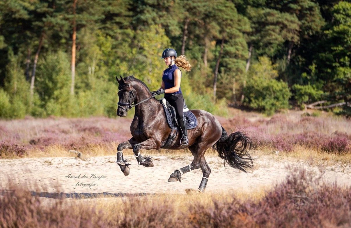 dressuurpaard merrie 9 years old zwart for sale - Photo 3