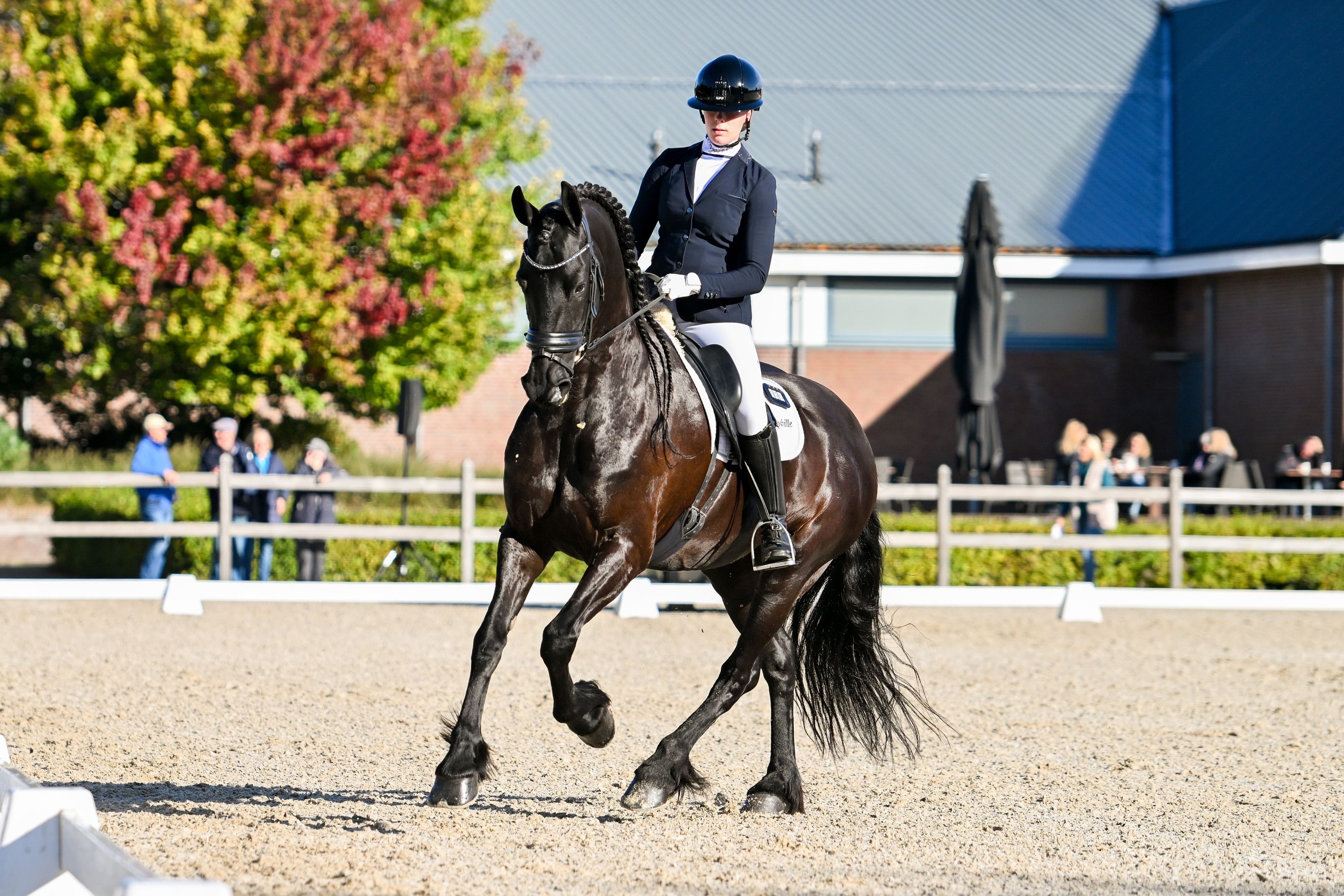 dressuurpaard merrie 9 years old zwart for sale - Photo 4