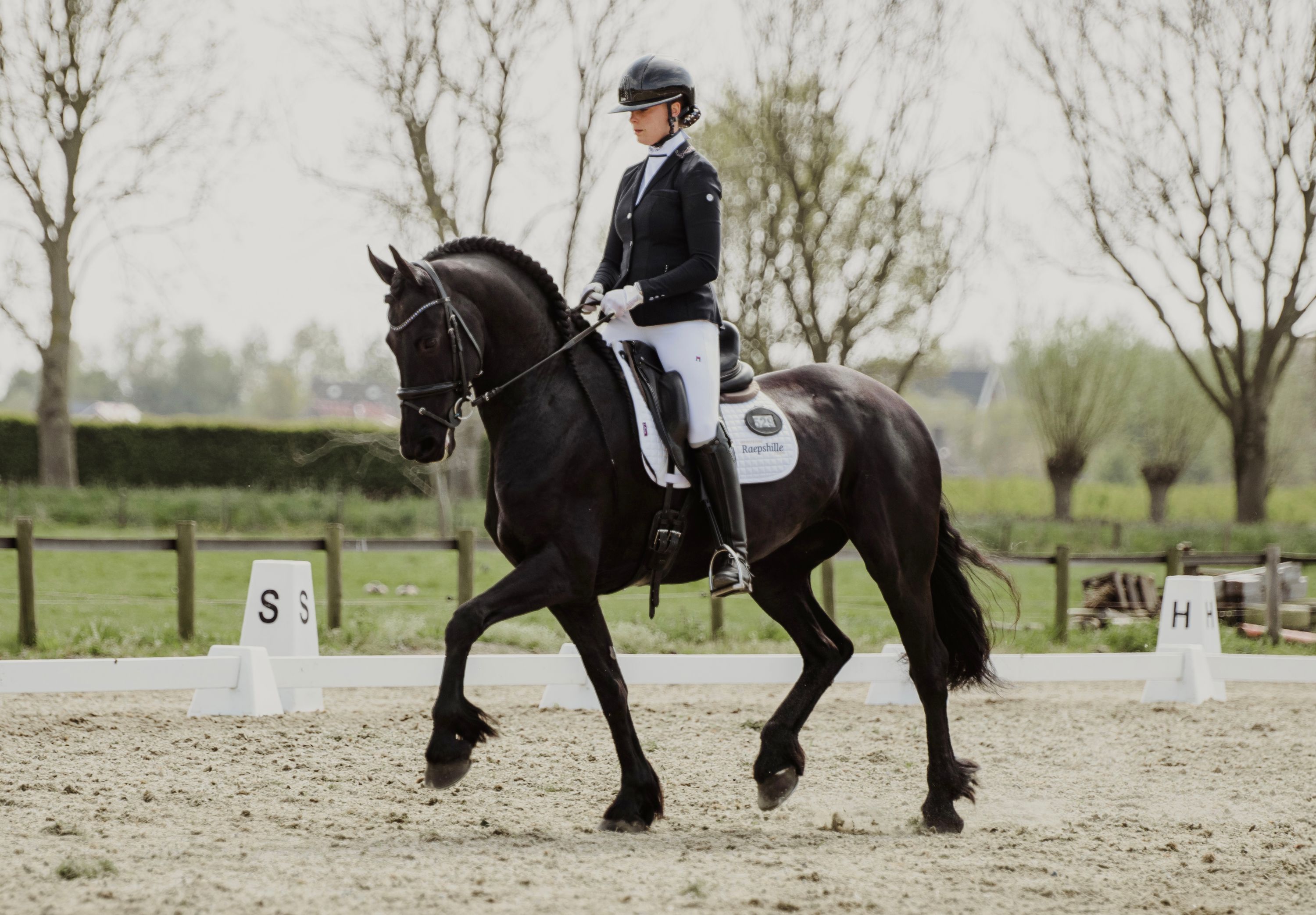 dressuurpaard merrie 9 years old zwart for sale - Photo 6