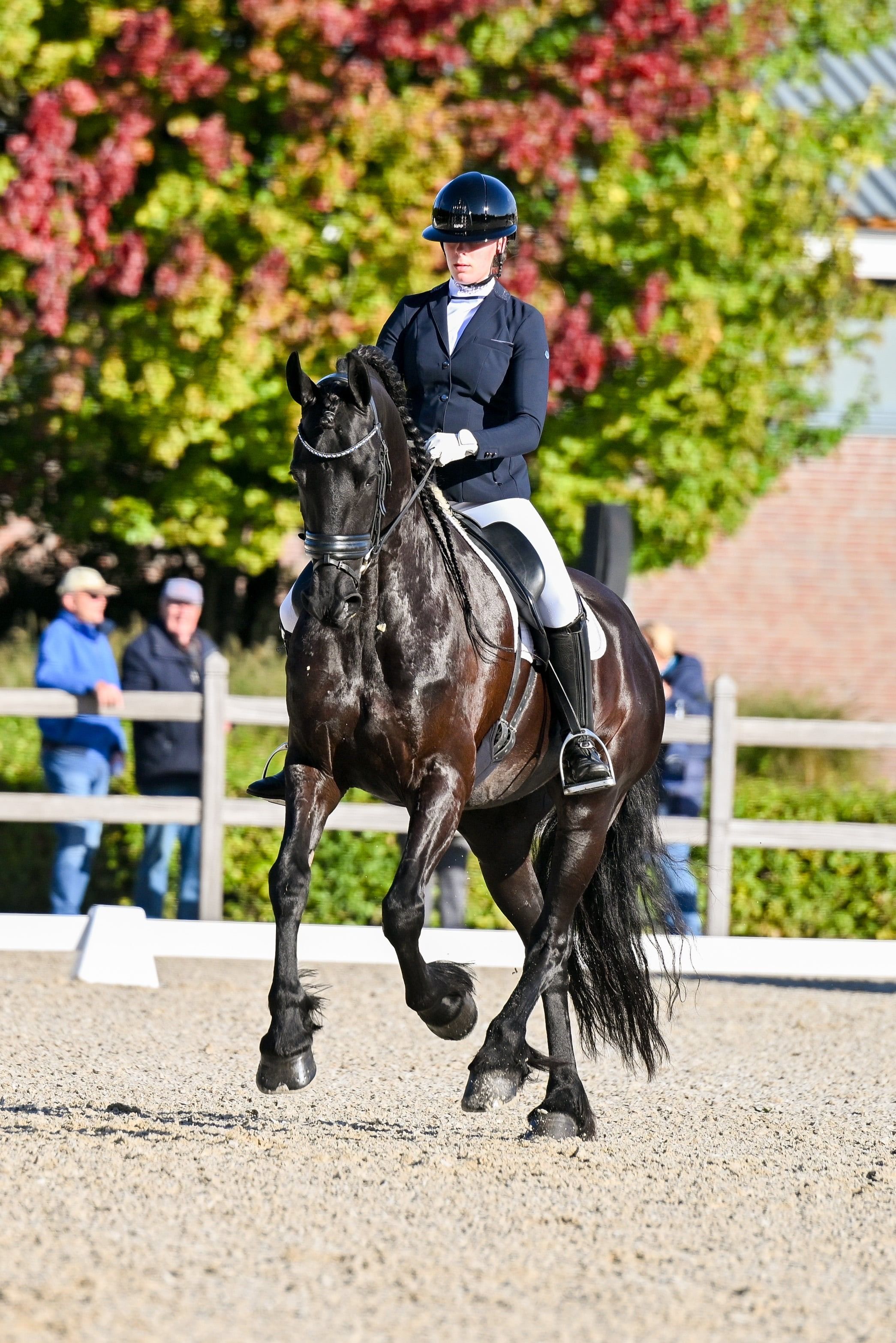 dressuurpaard merrie 9 years old zwart for sale - Photo 5