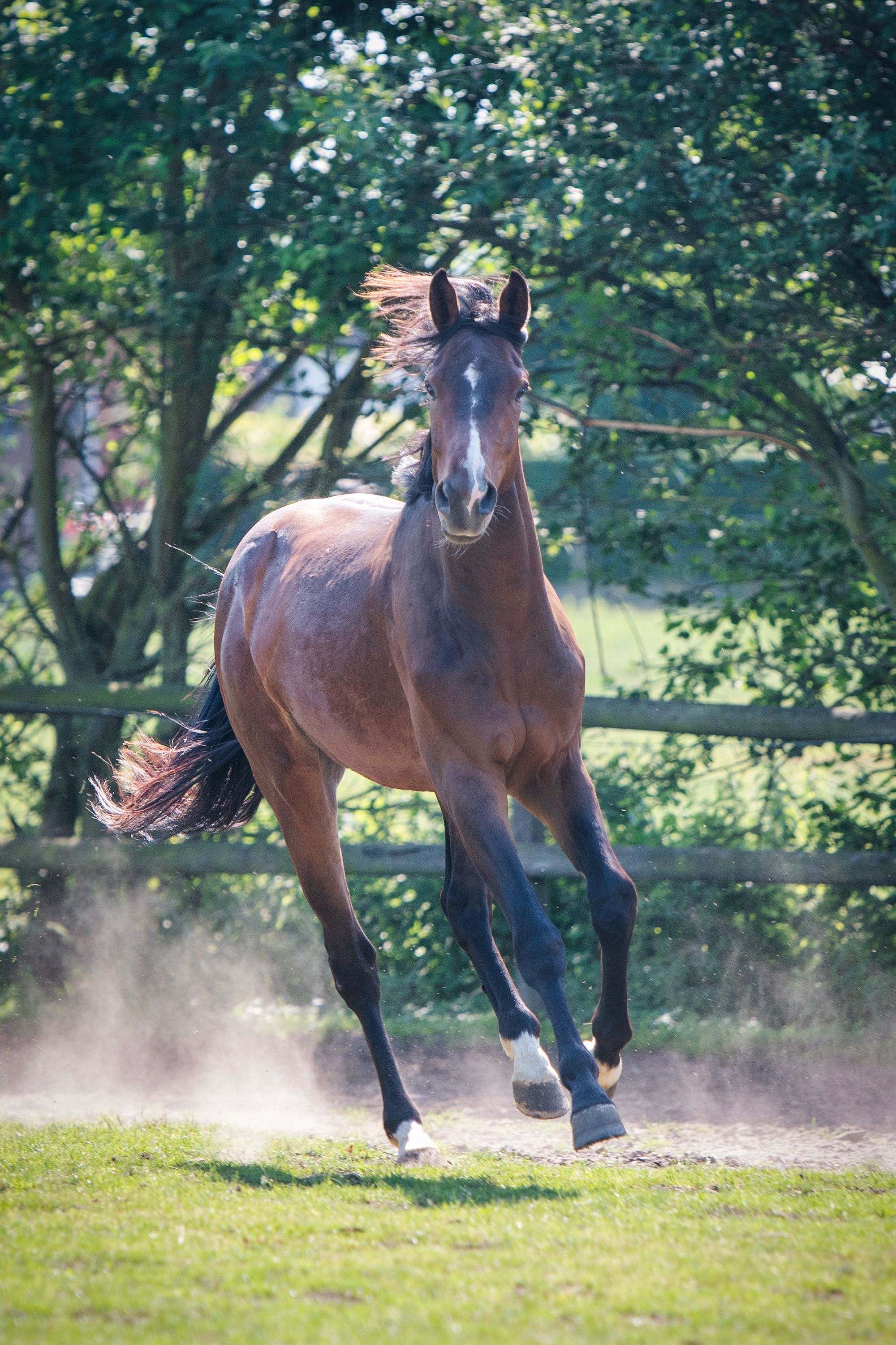 bwp springpaard ruin 3 years old donkerbruin for sale - Photo 3