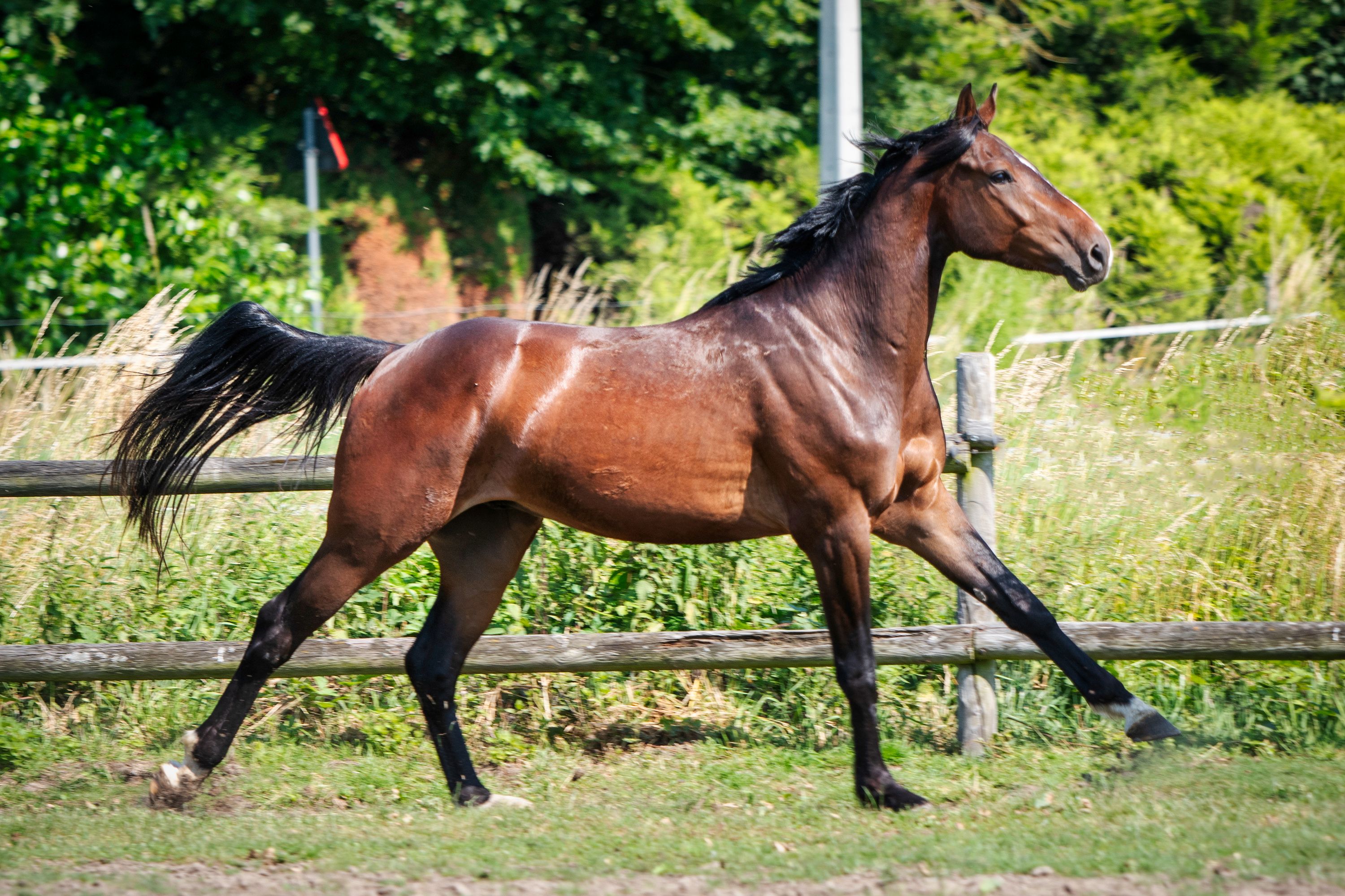 bwp springpaard ruin 3 years old donkerbruin for sale - Photo 6
