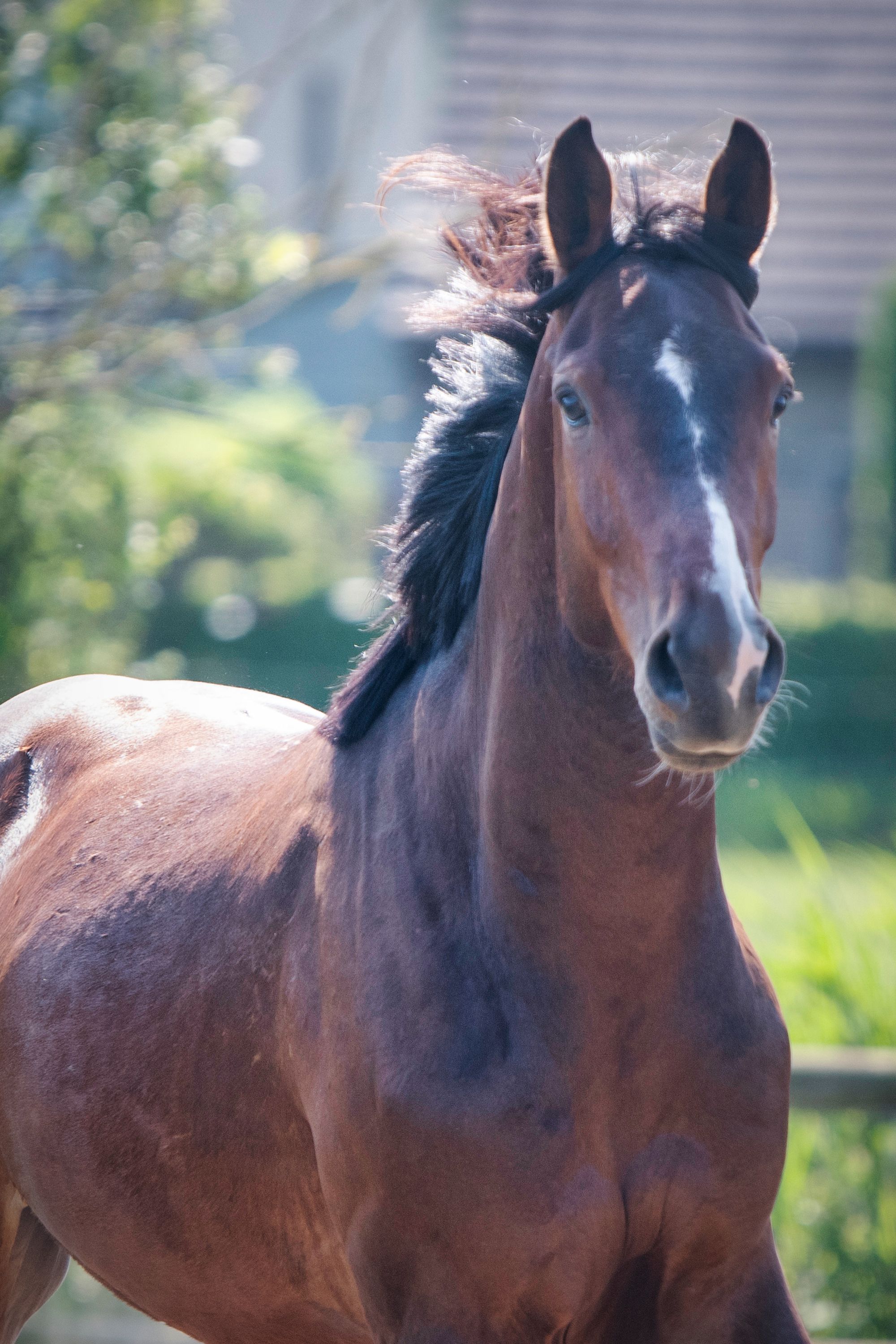 bwp springpaard ruin 3 years old donkerbruin for sale - Photo 4