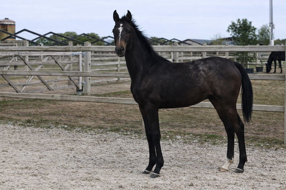 Sto åring Stakkatol x Zandor x Rox de la Touche. Bruinschimmel.