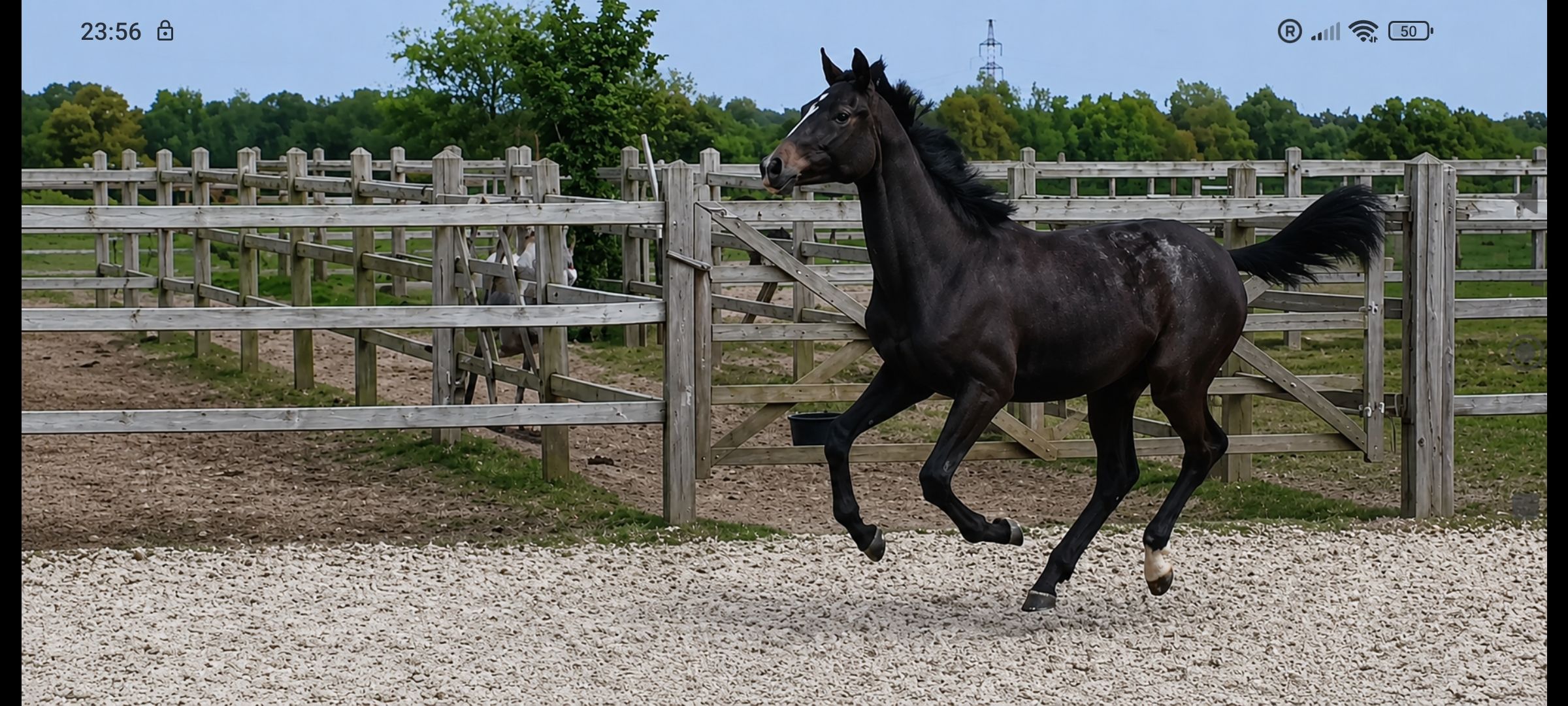 Zangersheide springpaard Merrie 1 år schimmel till salu - Foto 2