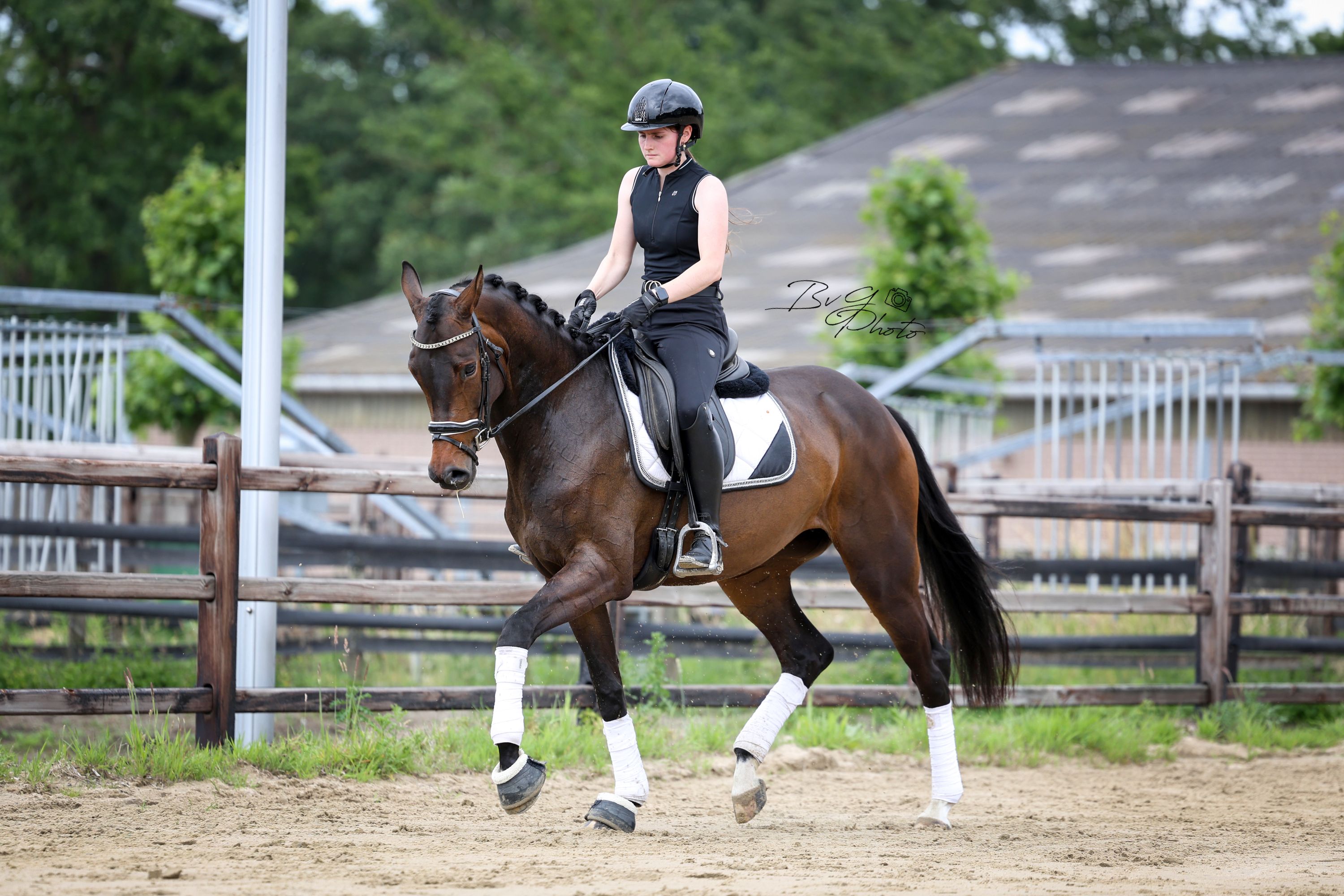 kwpn dressuurpaard merrie 5 years old donkerbruin for sale - Photo 3