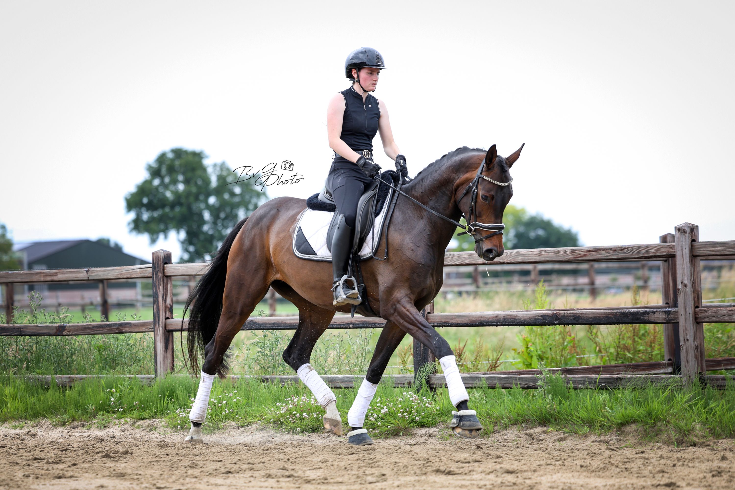 kwpn dressuurpaard merrie 5 years old donkerbruin for sale - Photo 5