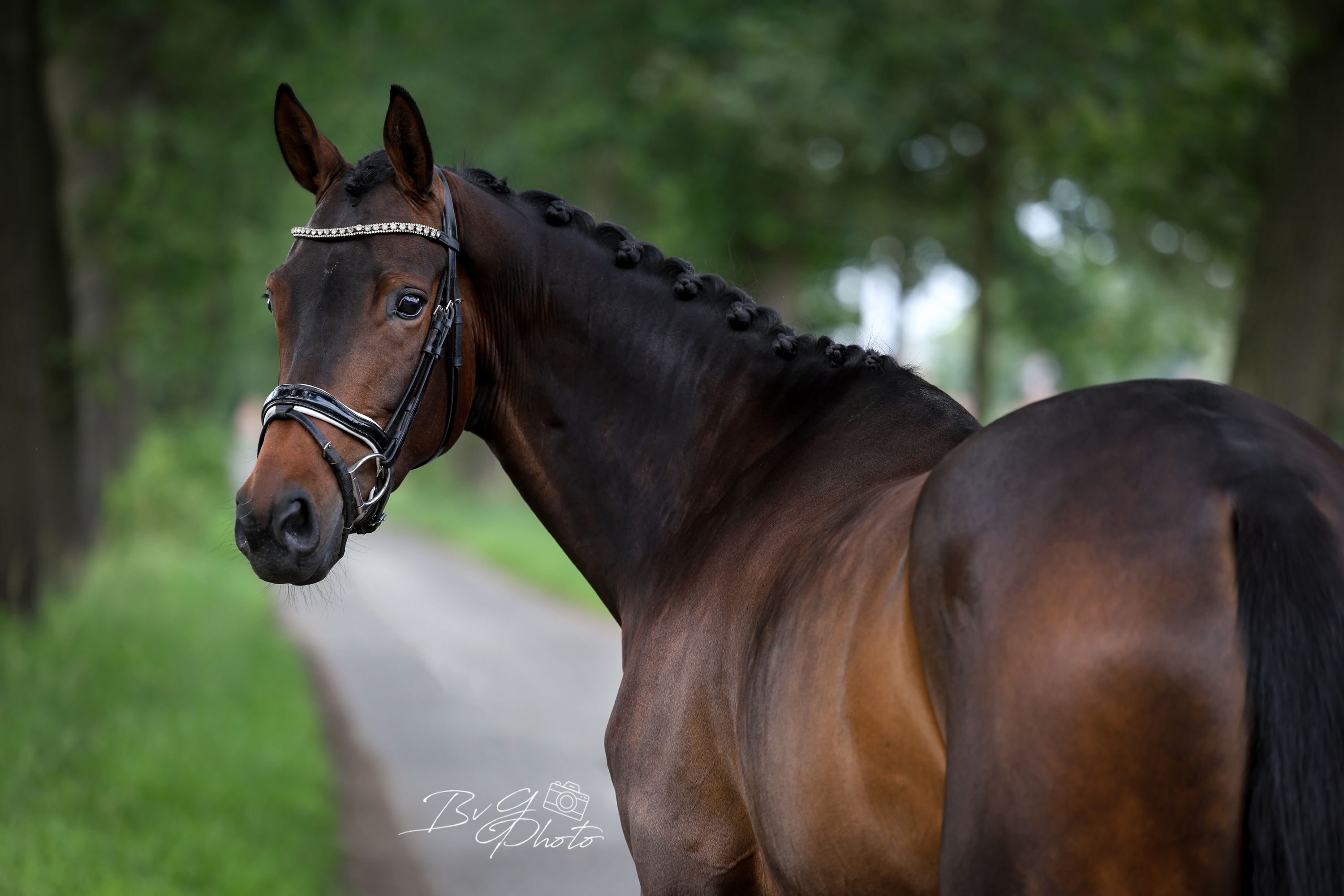 kwpn dressuurpaard merrie 5 years old donkerbruin for sale - Photo 2