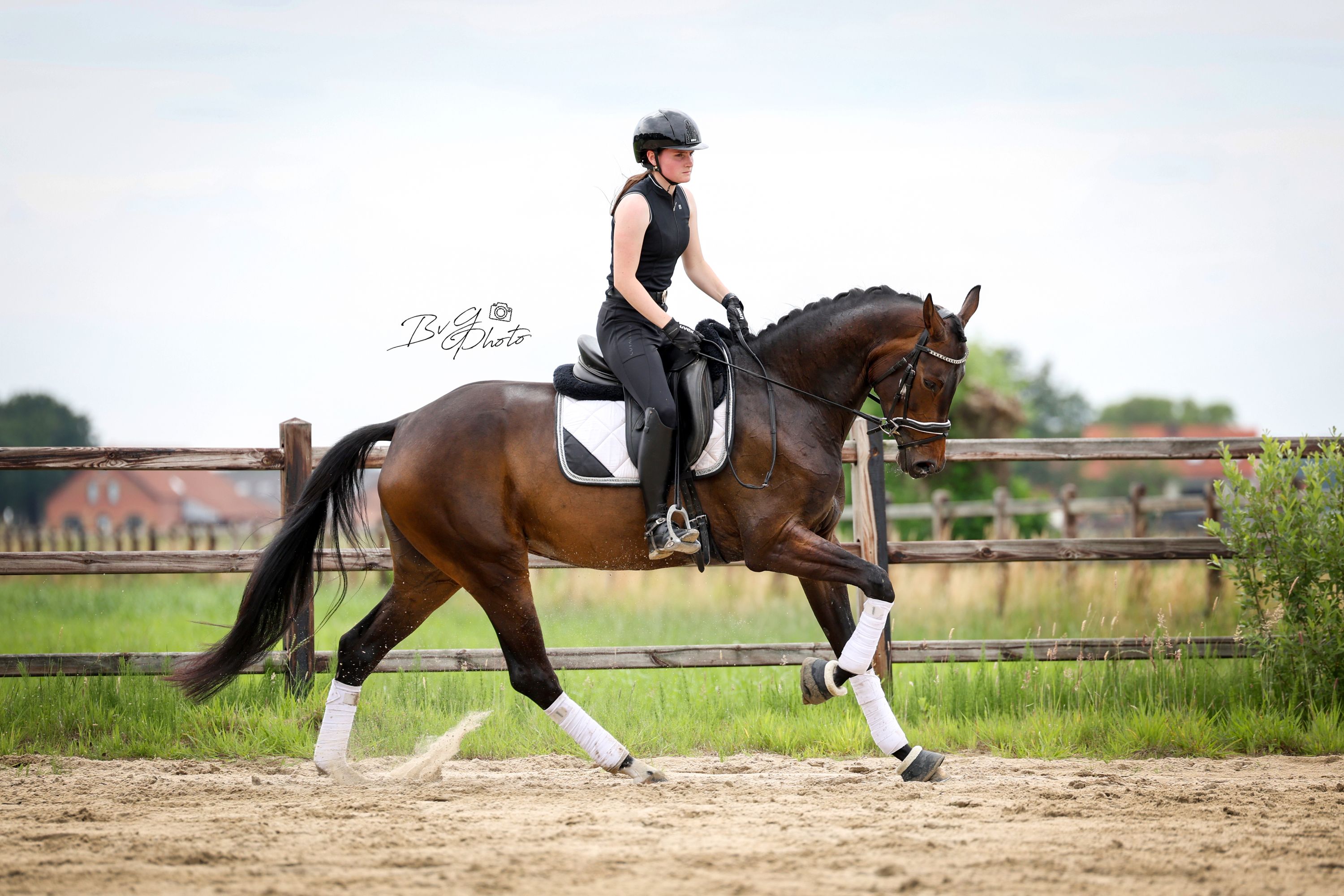 kwpn dressuurpaard merrie 5 years old donkerbruin for sale - Photo 4