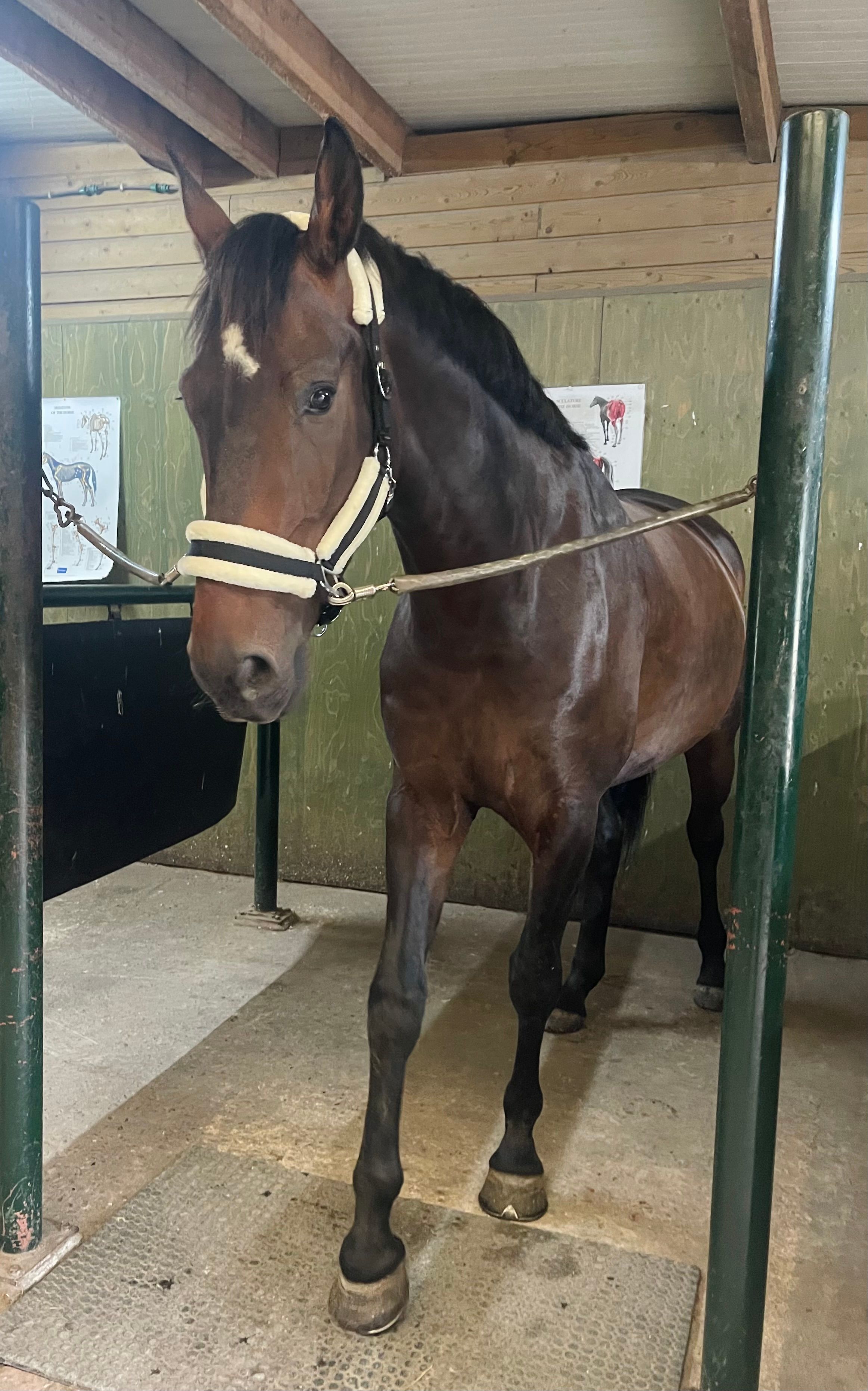 kwpn dressuurpaard ruin 7 Jahre alt donkerbruin zu verkaufen - Foto 5