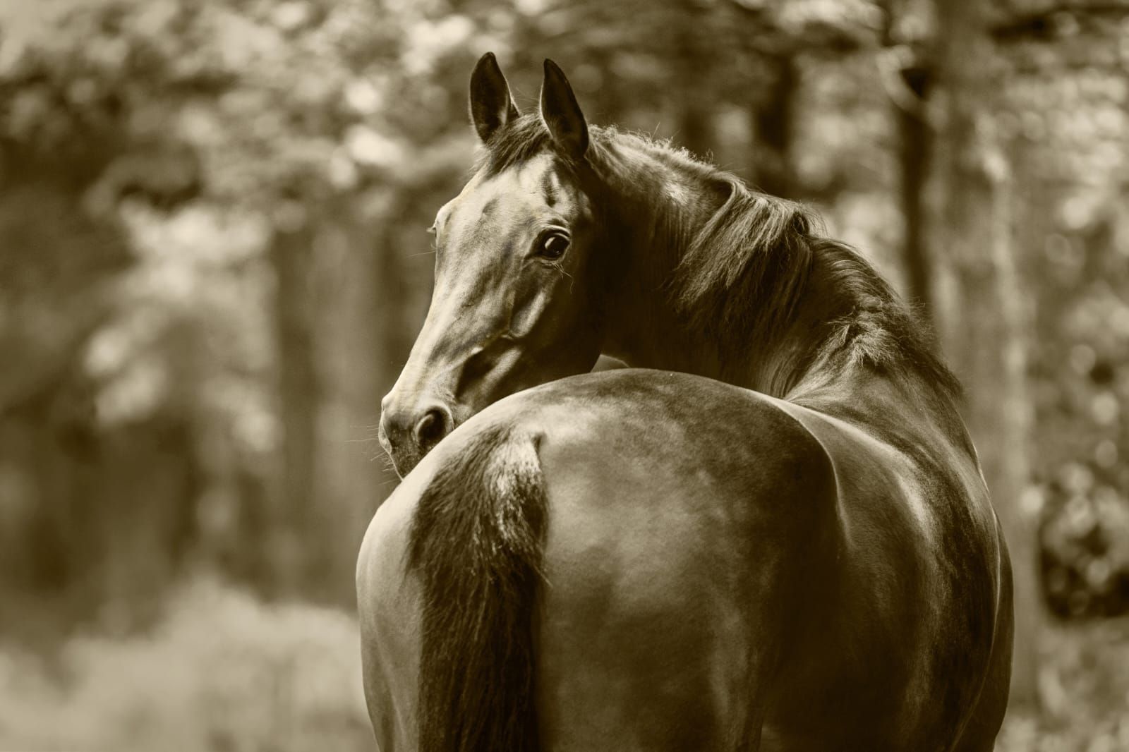 Mooi 9jarige LT merrie 