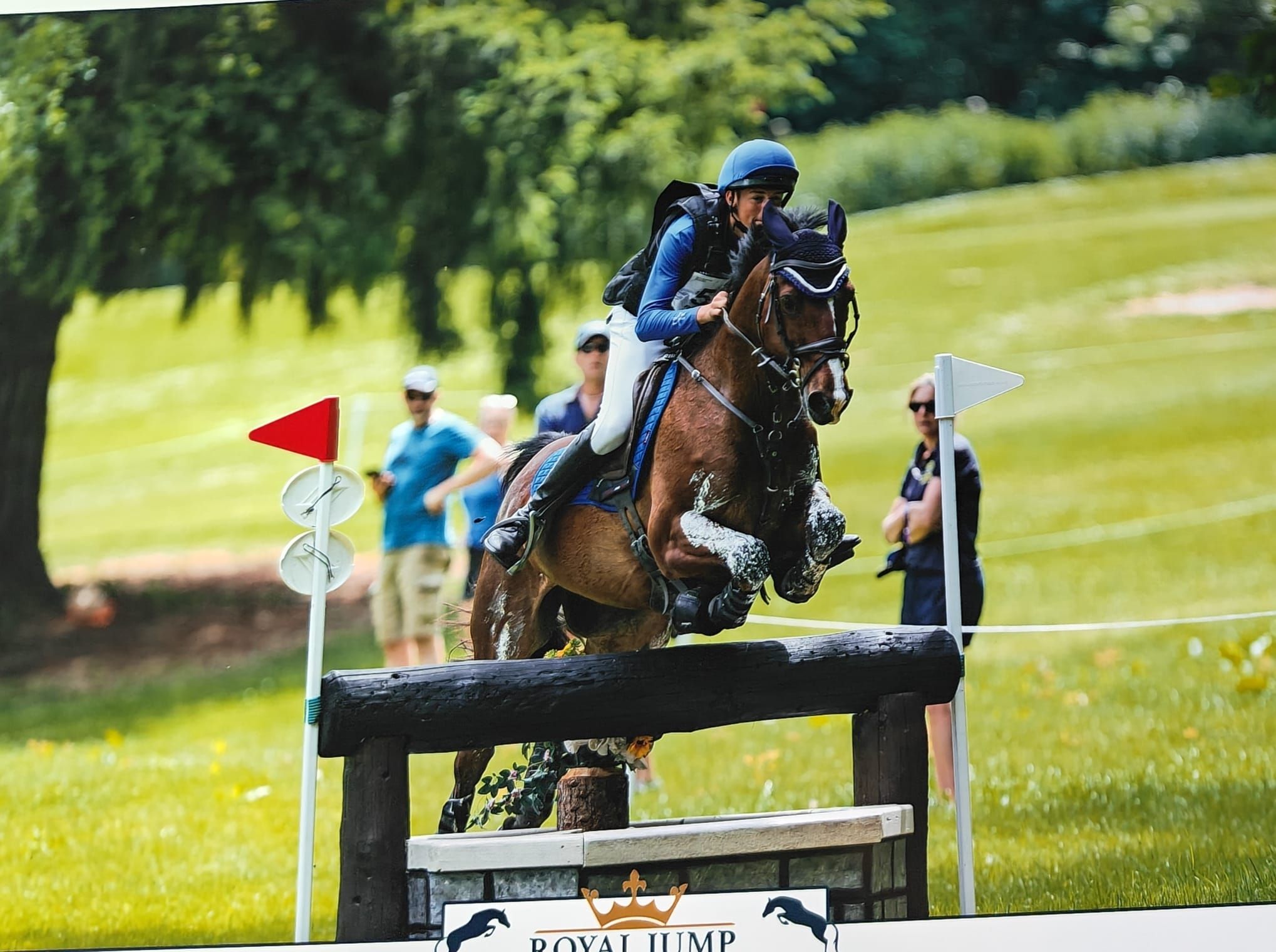 eventingpony ruin 17 år donkerbruin til salg - Foto 2