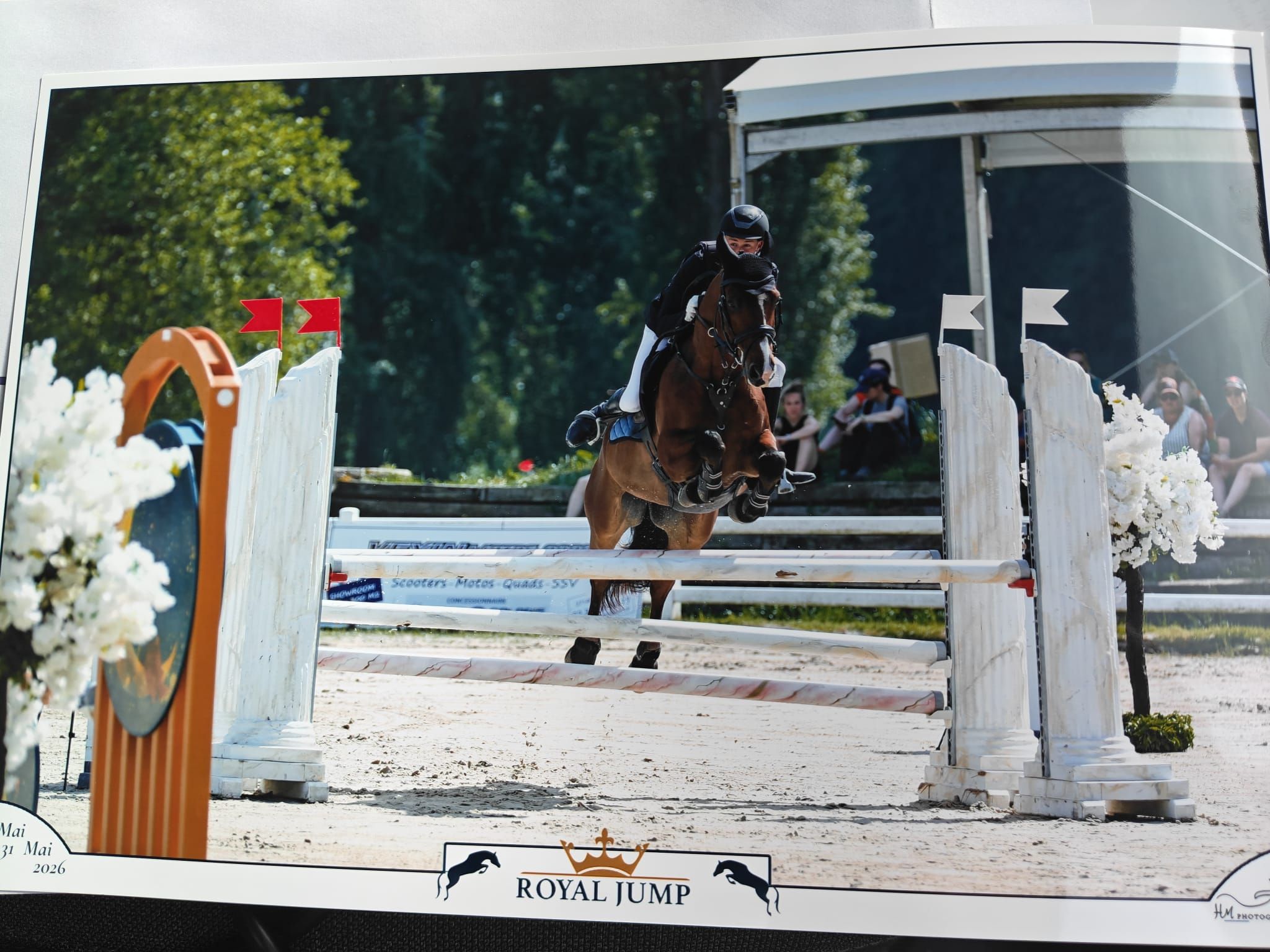eventingpony ruin 17 år donkerbruin til salg - Foto 3