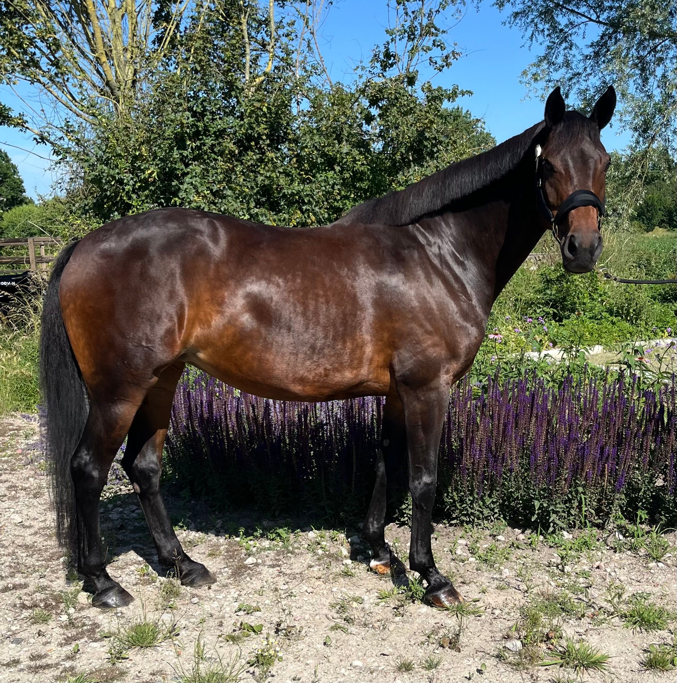 Gesunde Zucht-/Projektstute Toto jr x Florencio