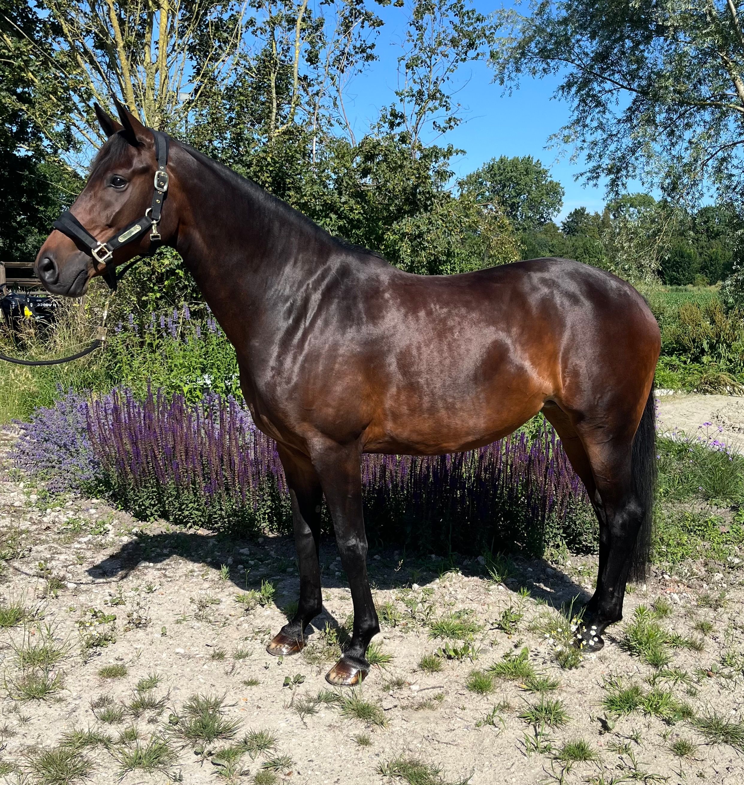 kwpn dressuurpaard merrie 8 Jahre alt donkerbruin zu verkaufen - Foto 2