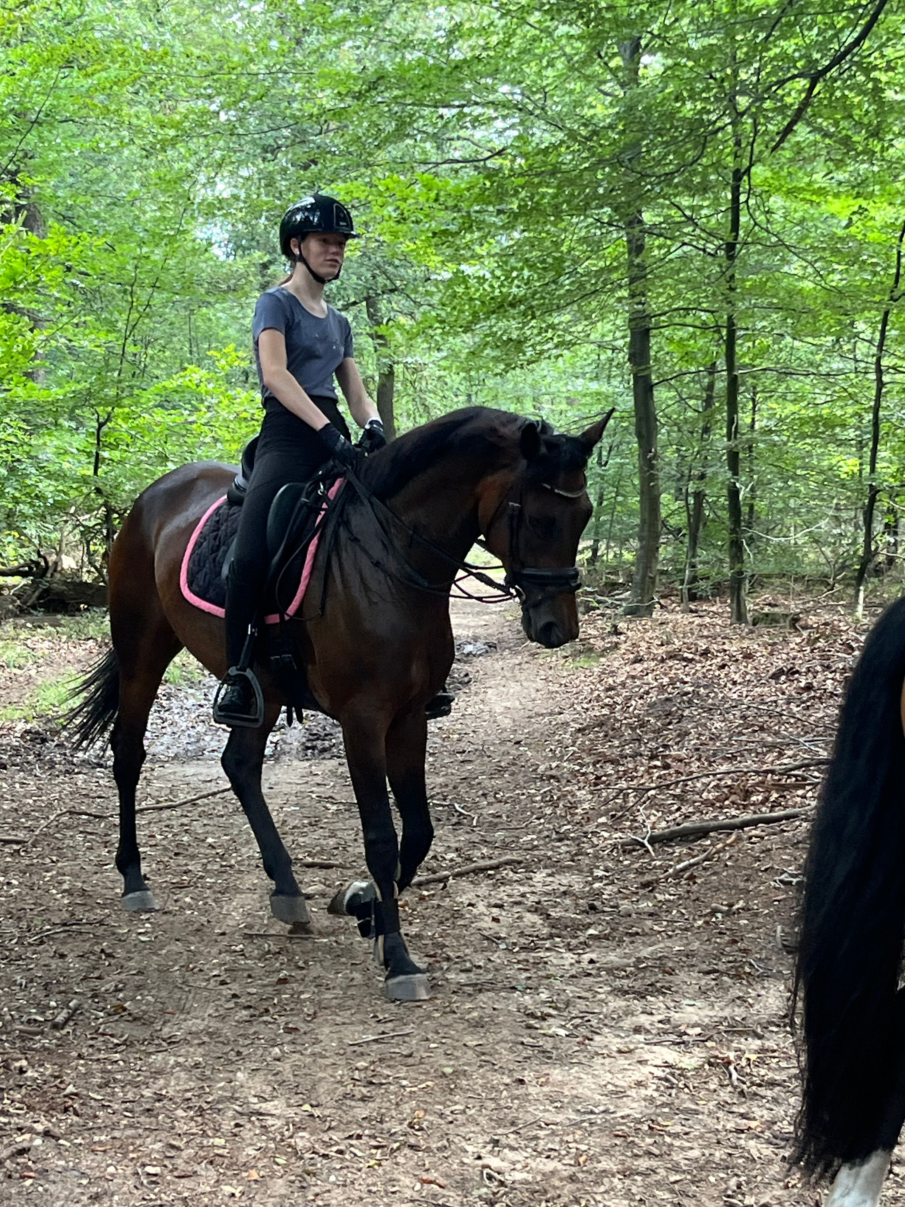 kwpn dressuurpaard merrie 8 Jahre alt donkerbruin zu verkaufen - Foto 3