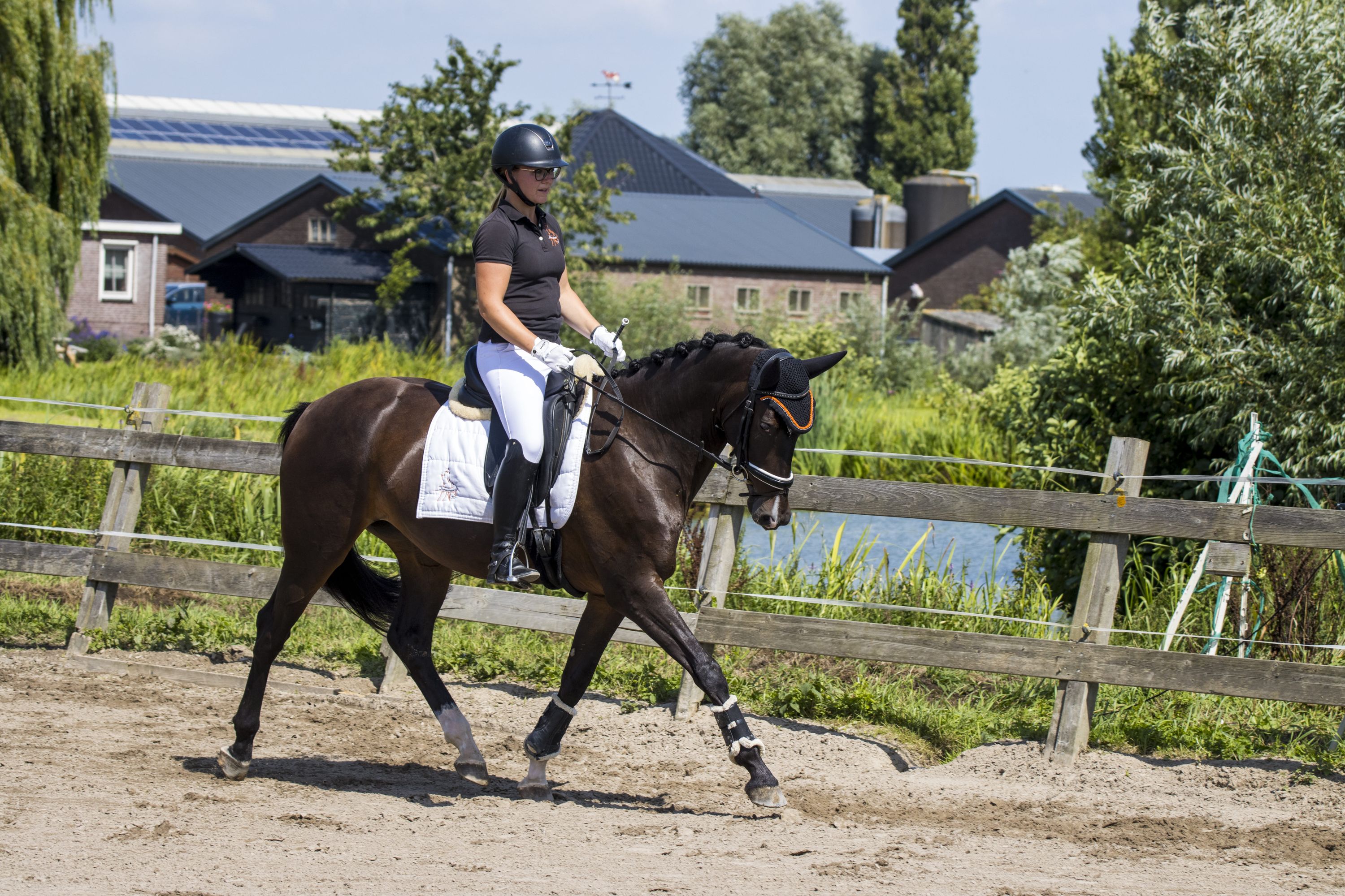 kwpn dressuurpaard Merrie 7 år donkerbruin till salu - Foto 2