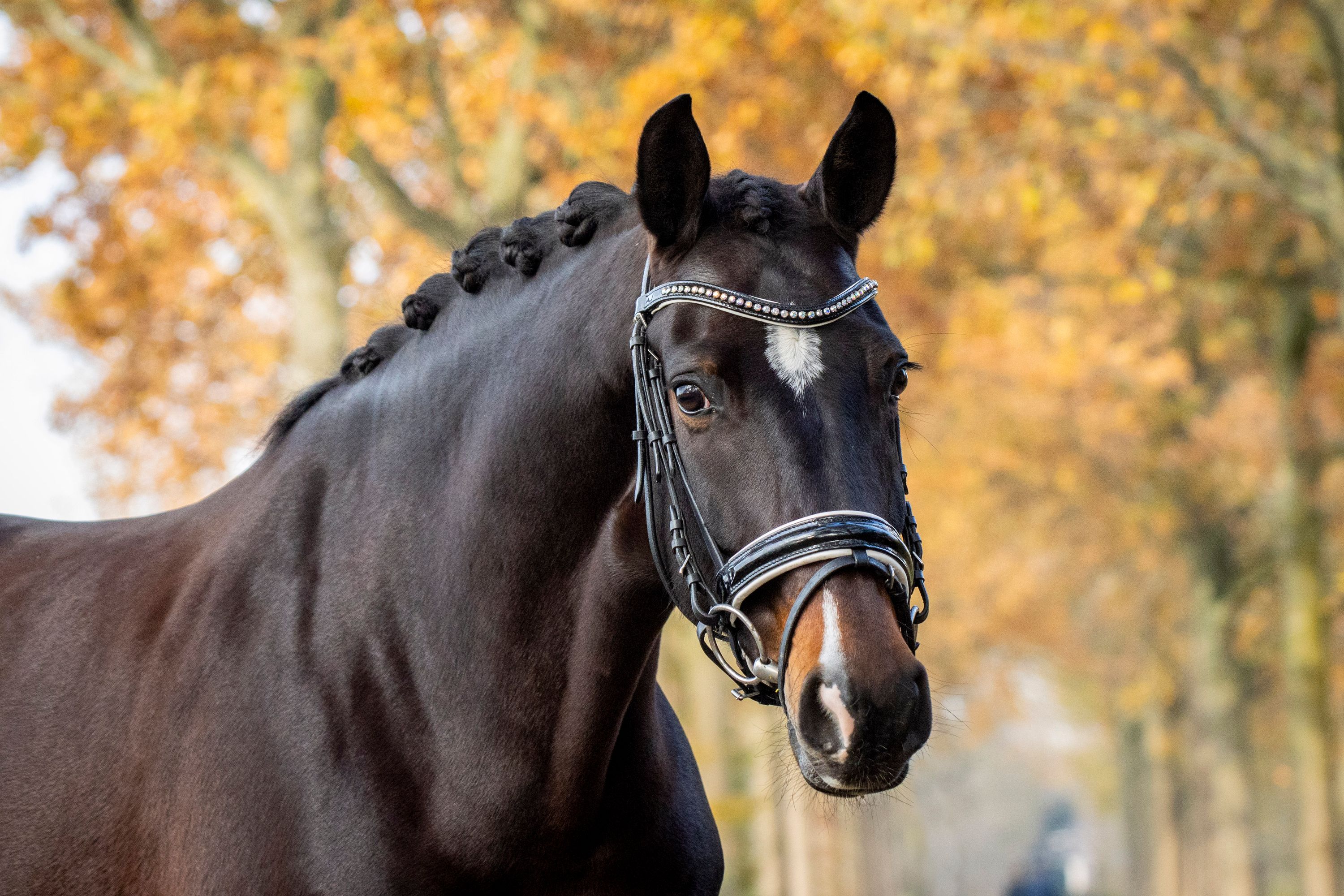 kwpn dressuurpaard Merrie 7 år donkerbruin till salu - Foto 4