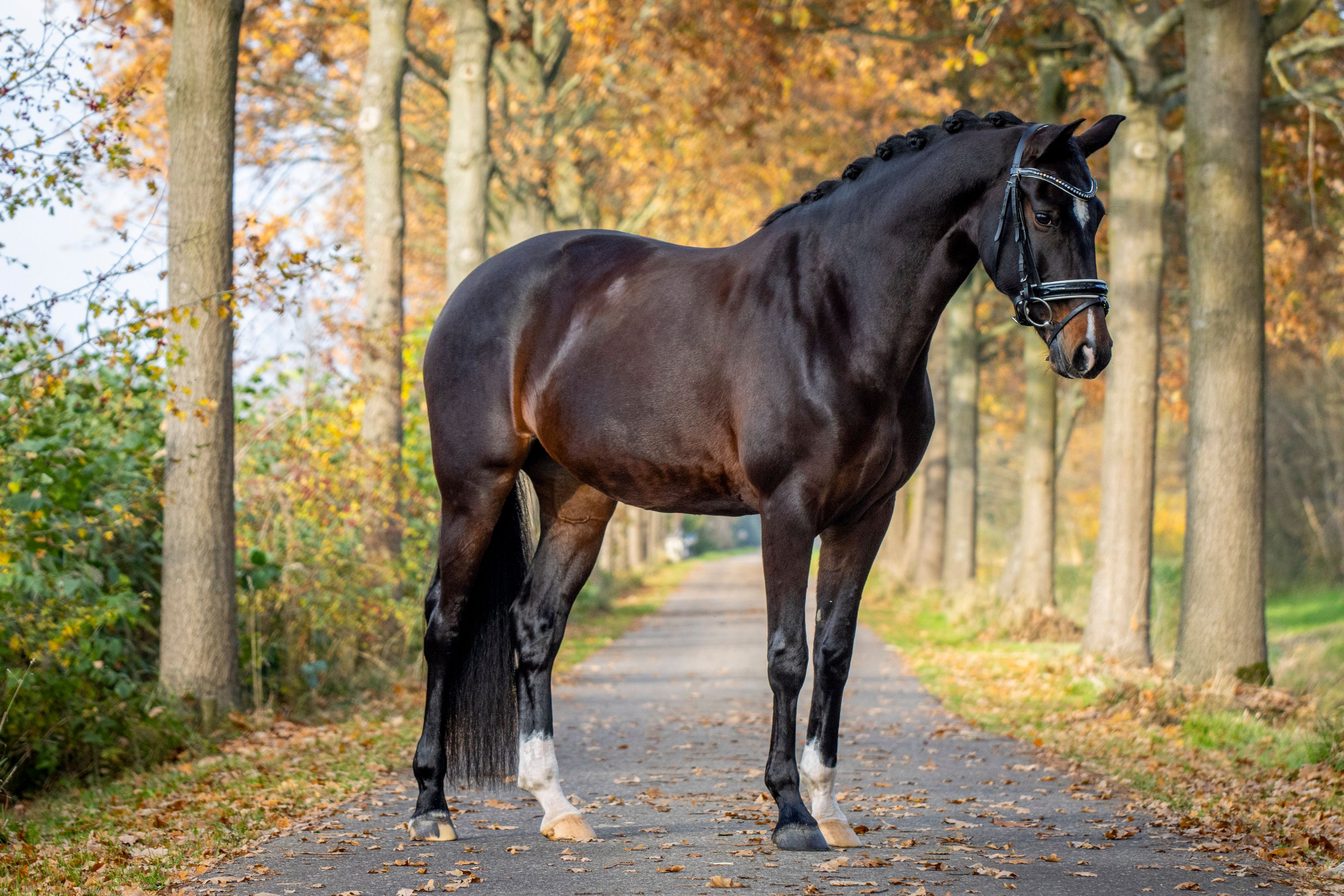 kwpn dressuurpaard Merrie 7 år donkerbruin till salu - Foto 3