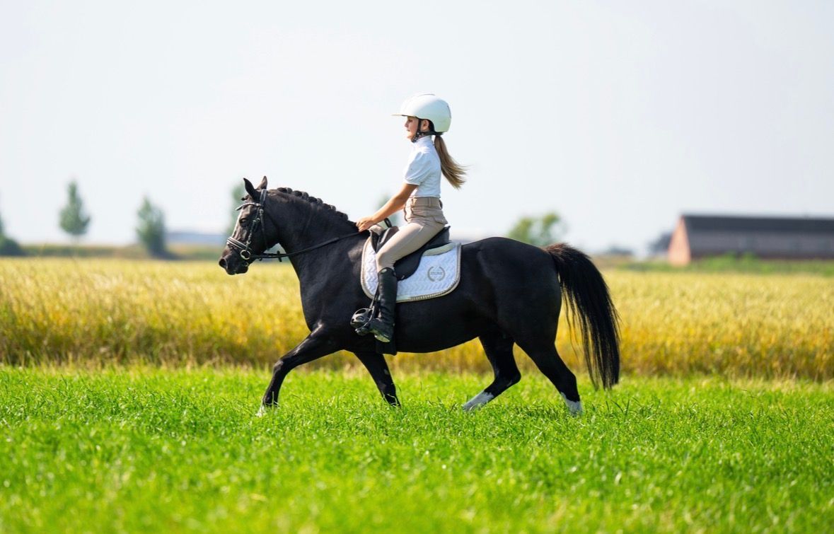 めちゃくちゃ可愛いウェルシュ牝馬