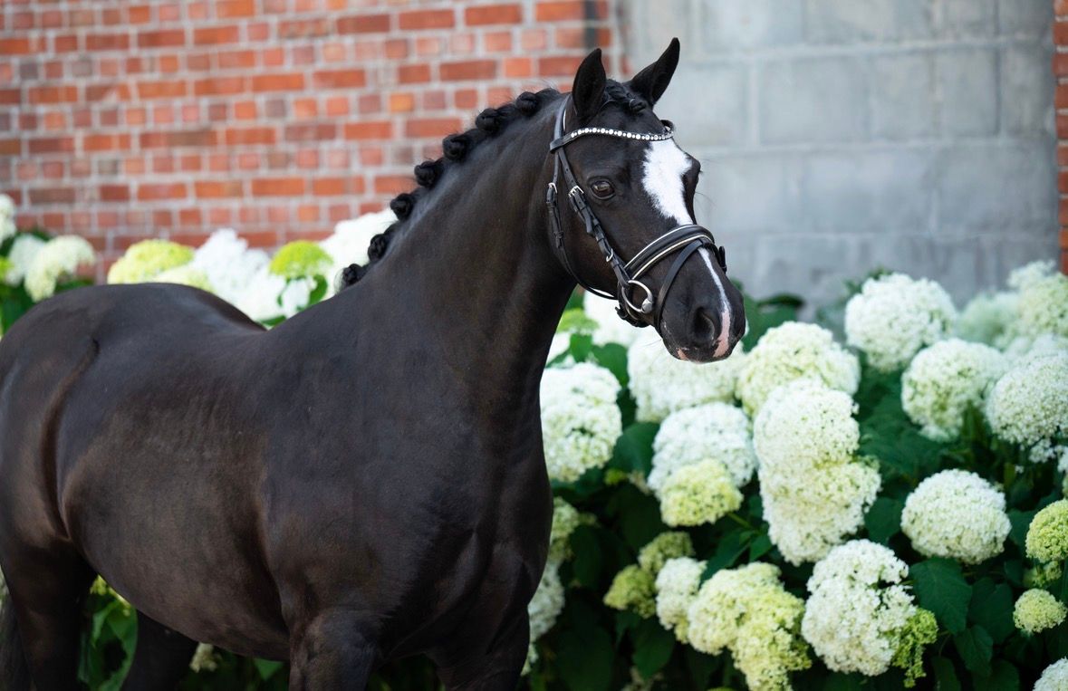 welsh pony merrie 14 years old zwart for sale - Photo 2