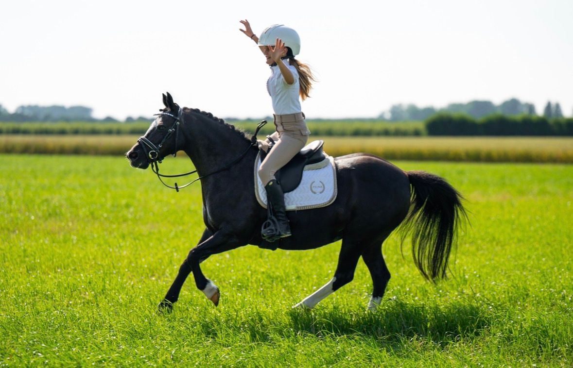 welsh pony merrie 14 years old zwart for sale - Photo 4