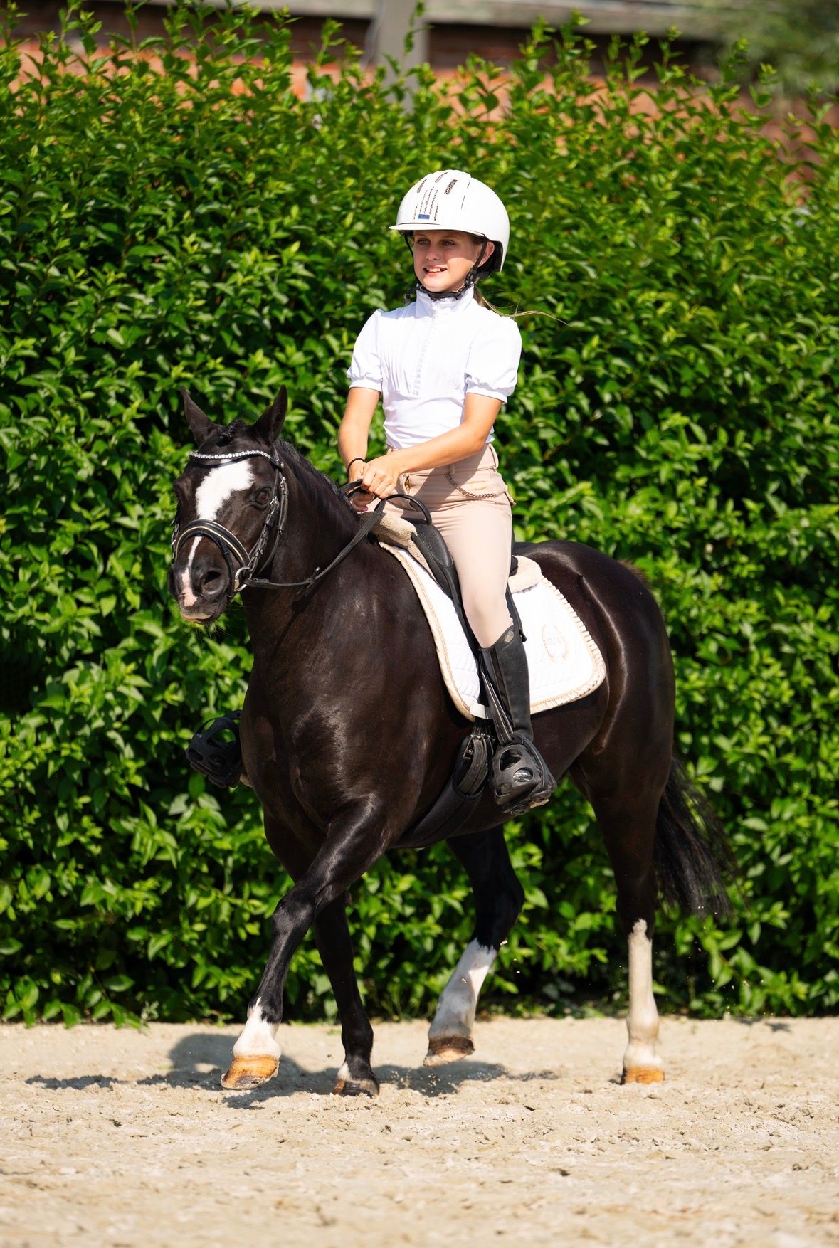 welsh pony merrie 14 years old zwart for sale - Photo 6