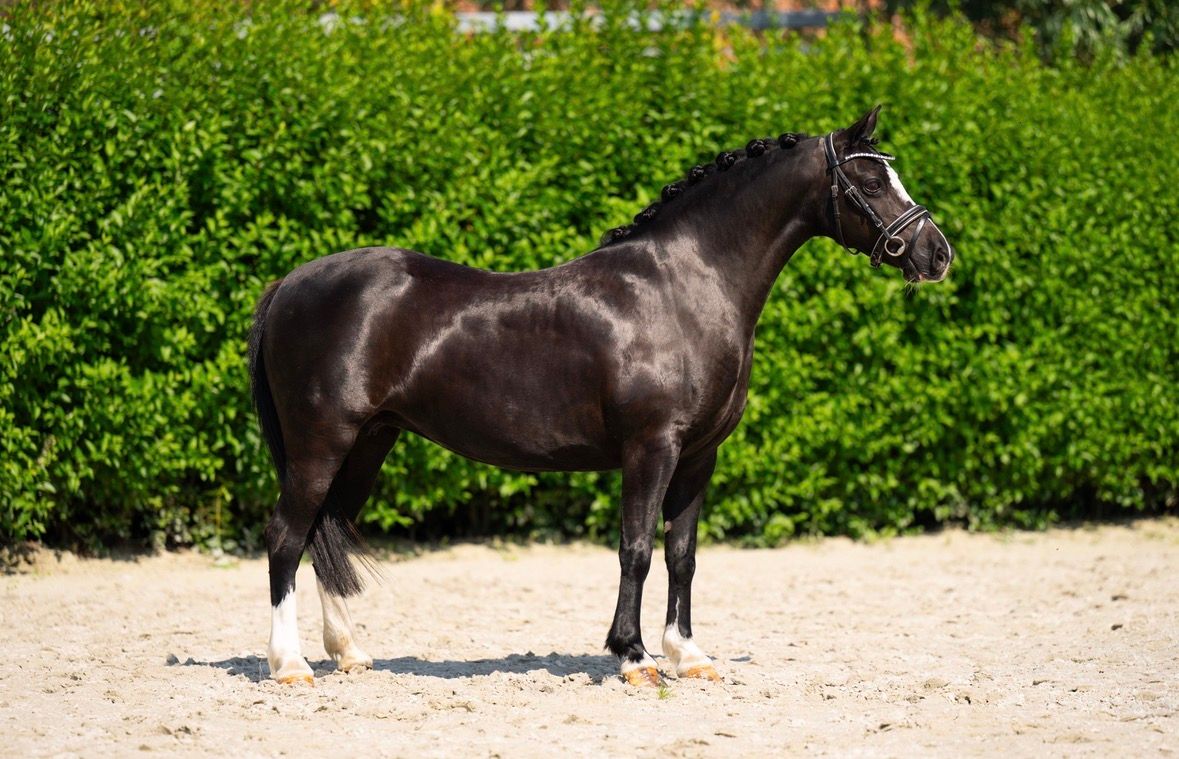 welsh pony merrie 14 years old zwart for sale - Photo 5