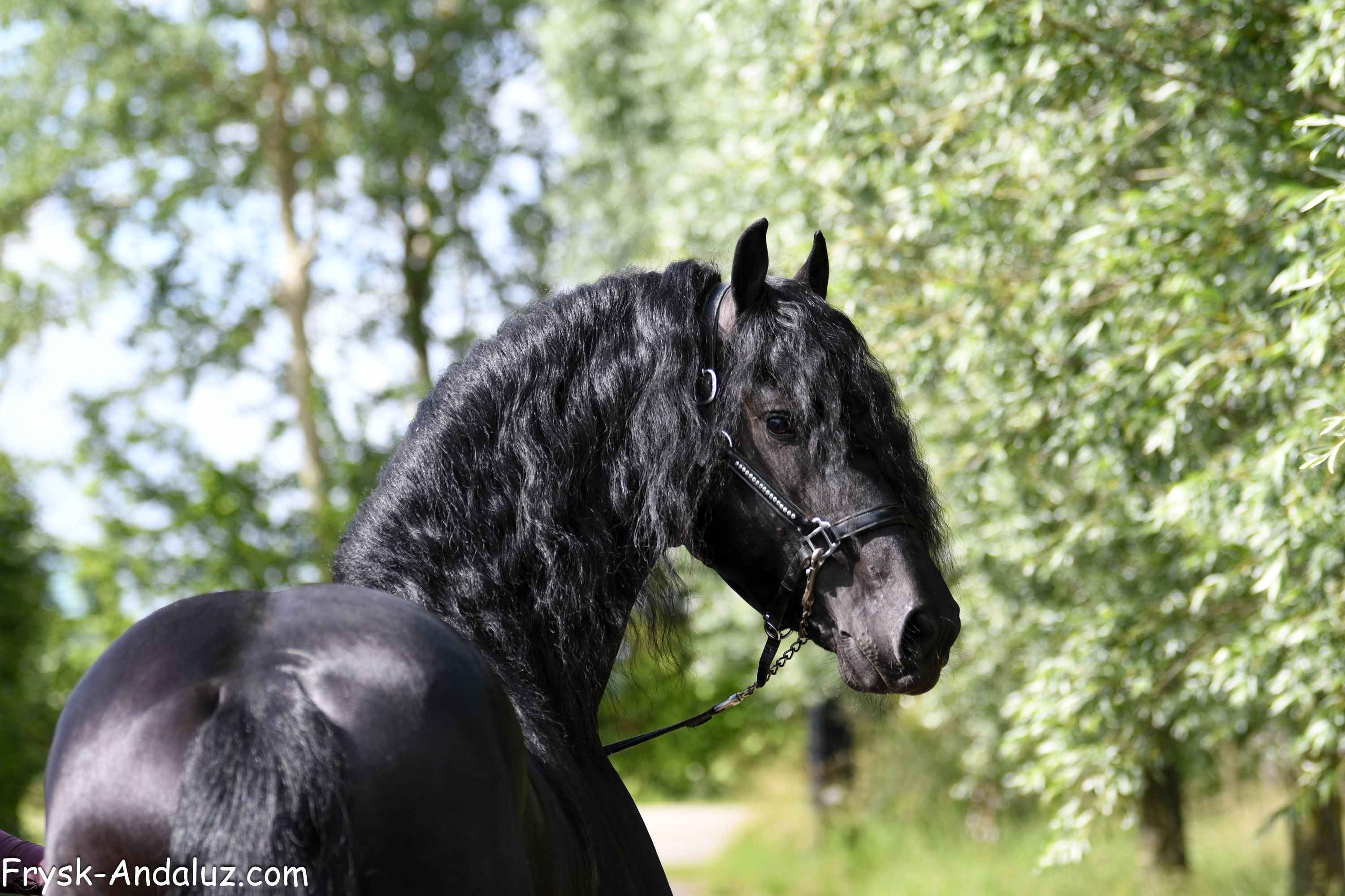 dressuurpaard hengst 3 ans zwart à vendre - Photo 2