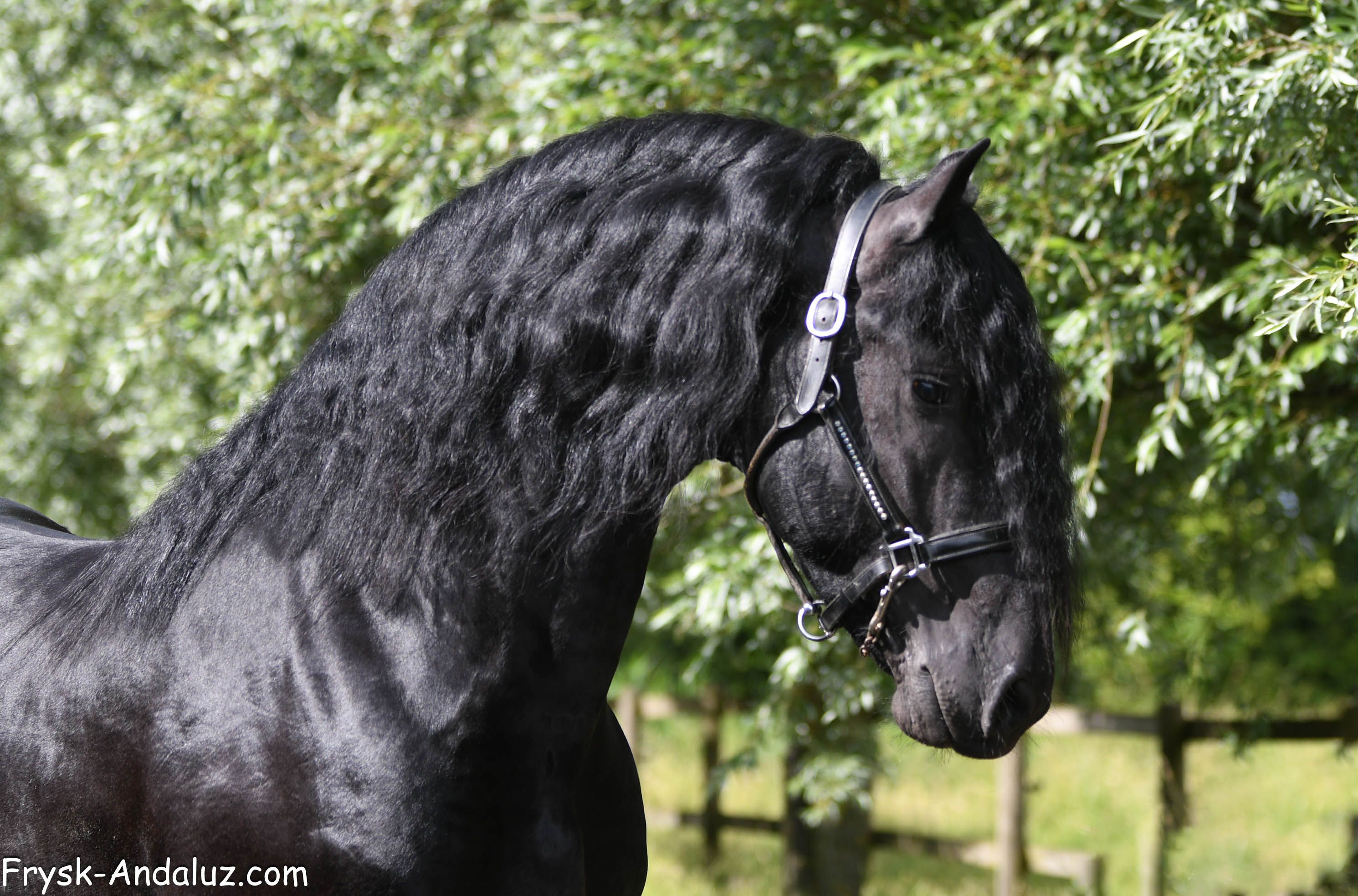 dressuurpaard hengst 3 ans zwart à vendre - Photo 4