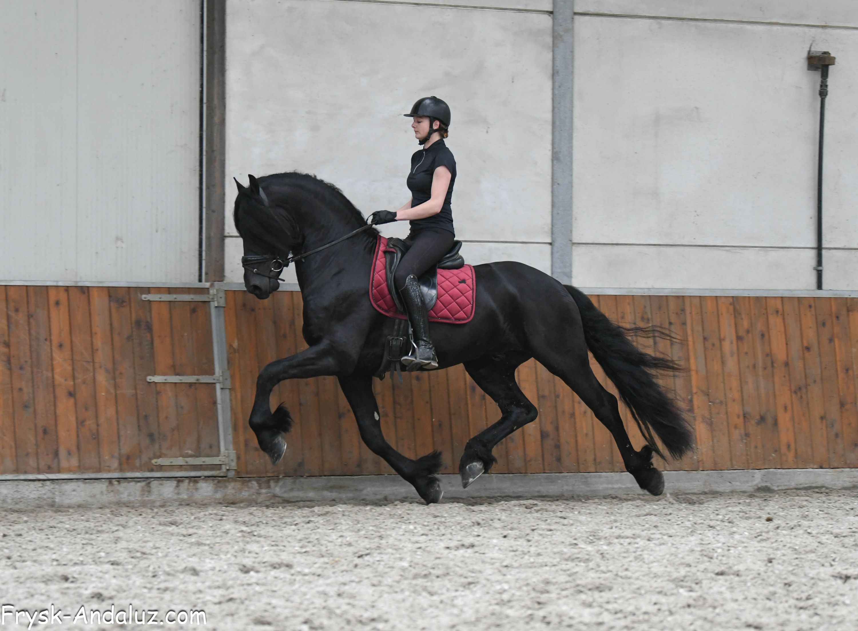 dressuurpaard hengst 3 ans zwart à vendre - Photo 5