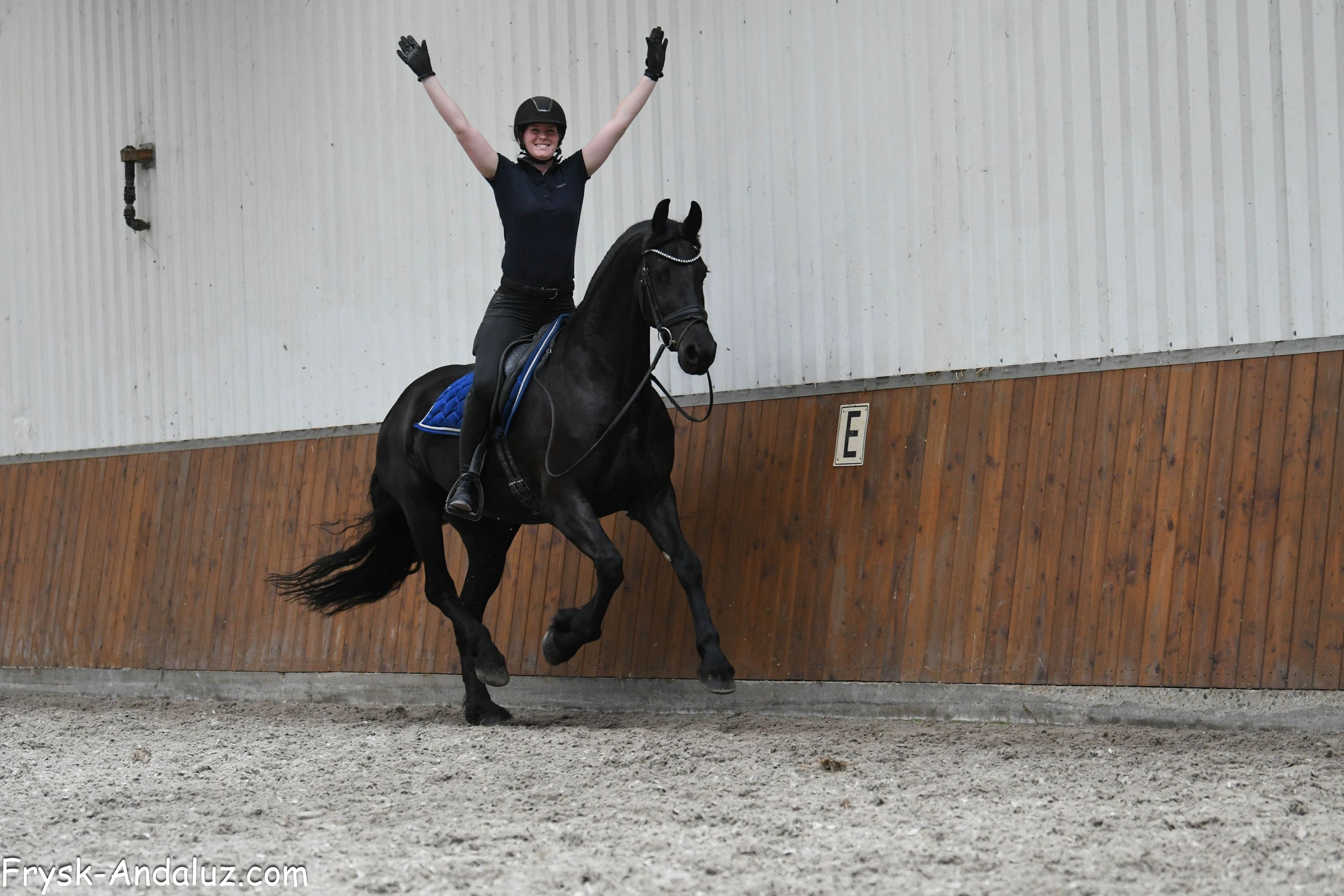 Beautiful Friesian mare Setske