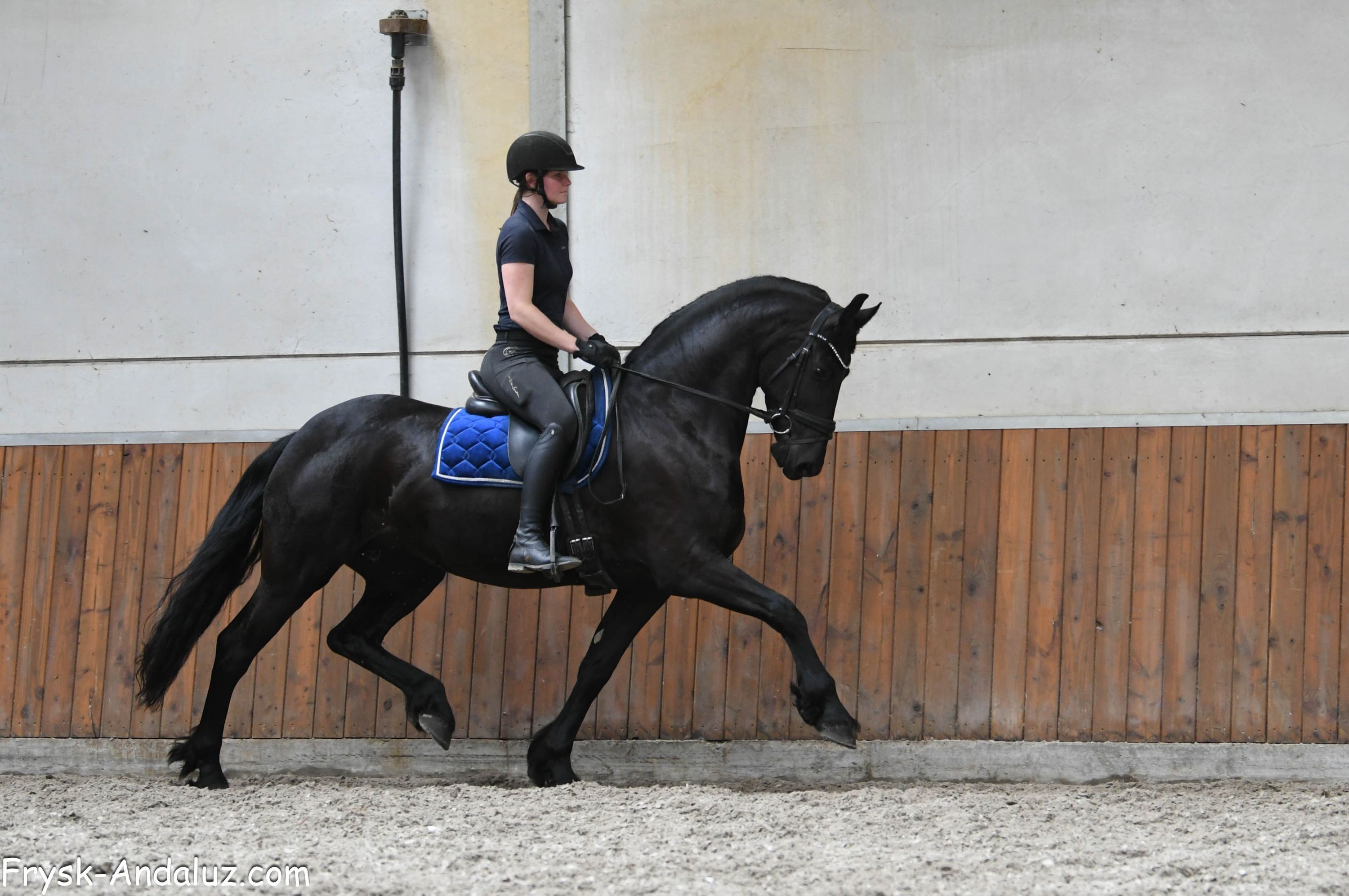 fries merrie 5 years old zwart for sale - Photo 6