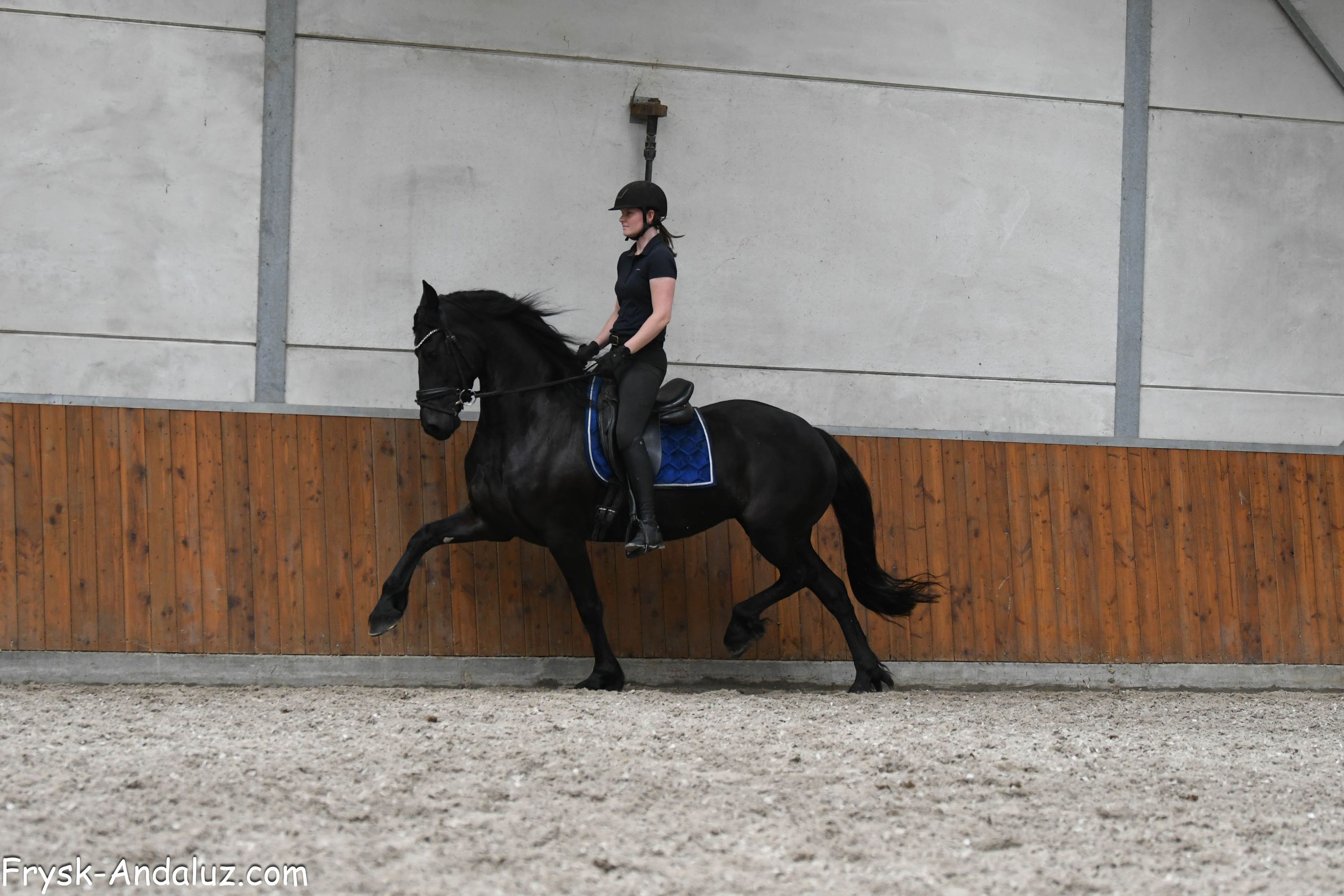 fries merrie 5 years old zwart for sale - Photo 3