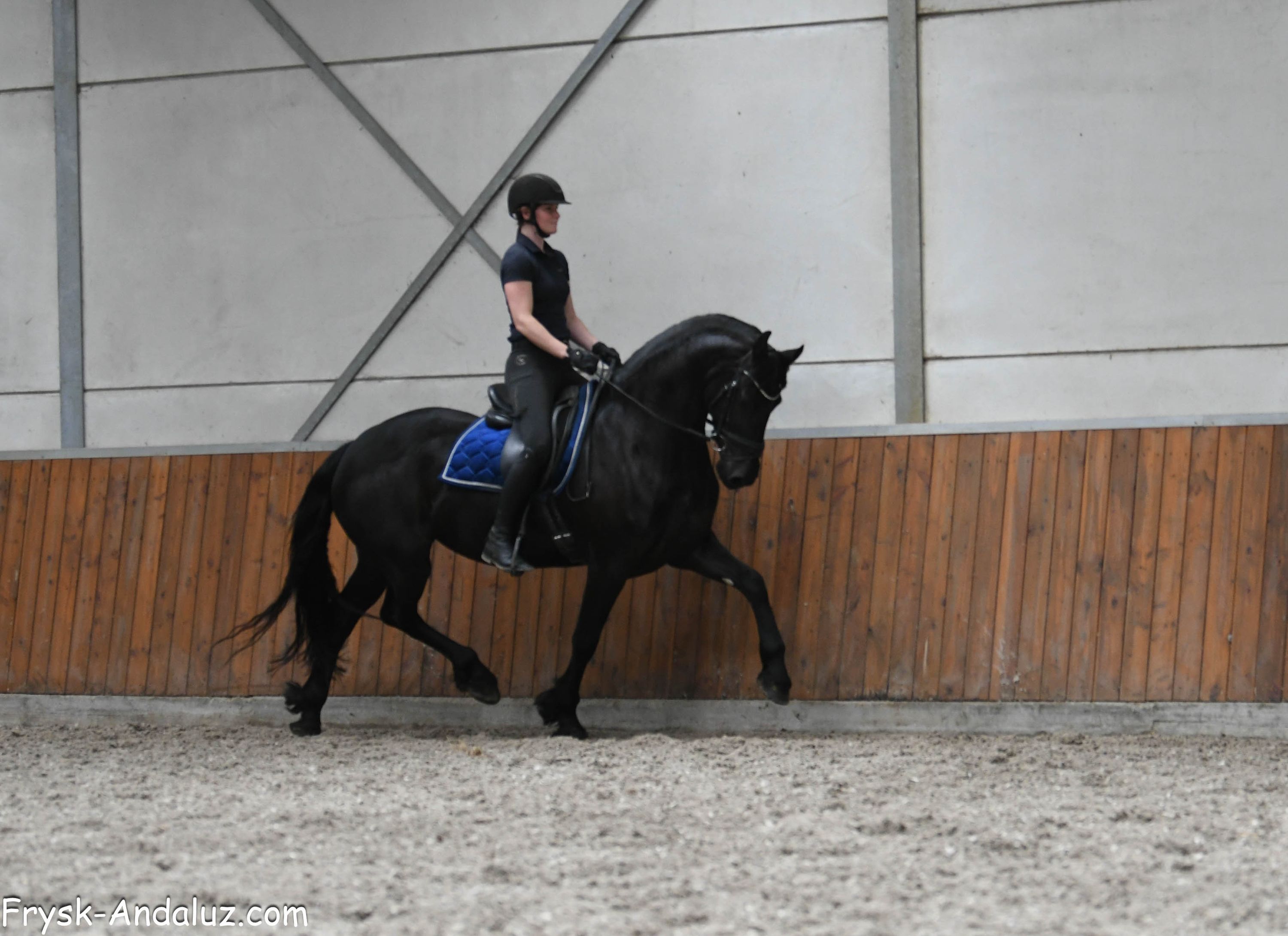 fries merrie 5 years old zwart for sale - Photo 5