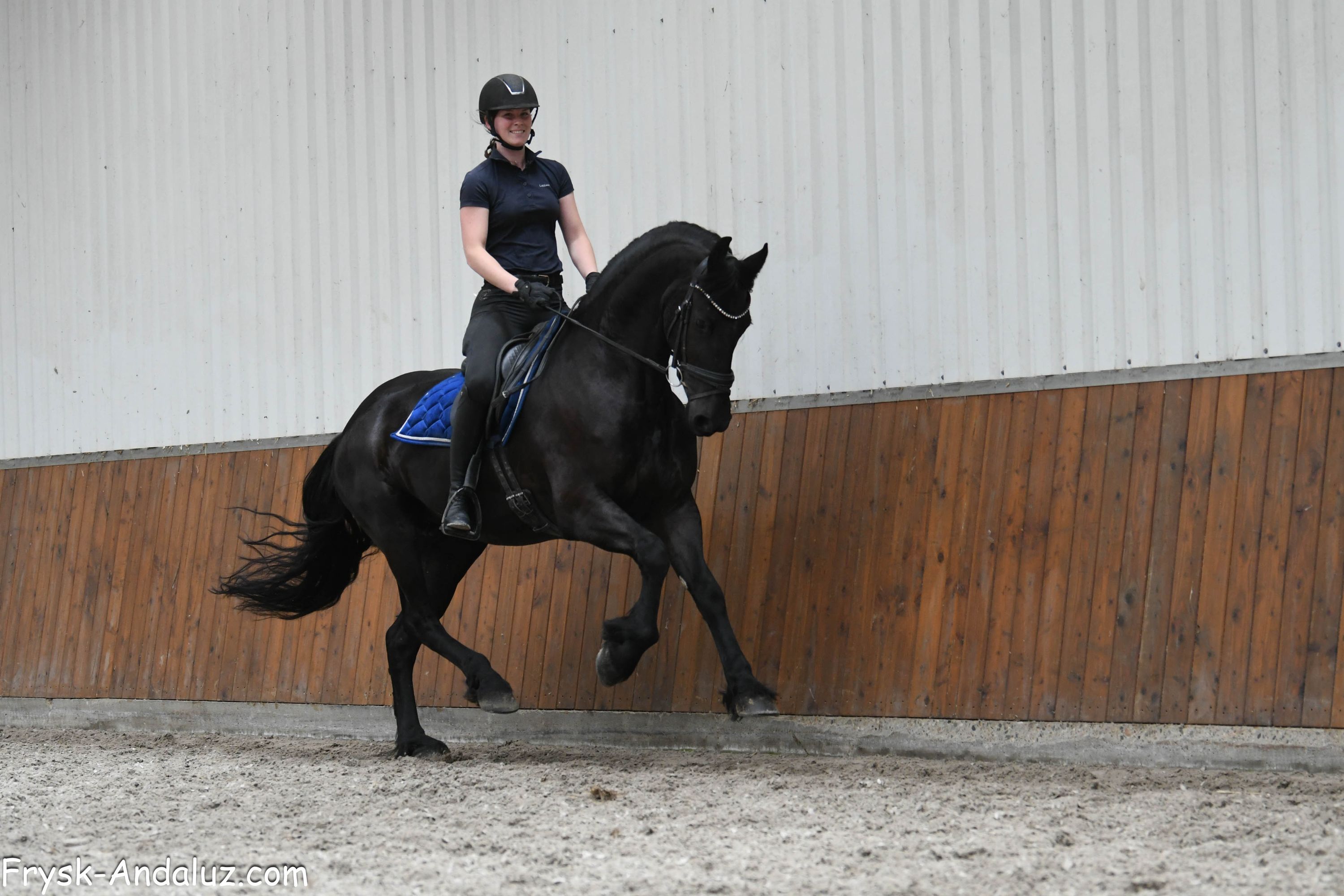 fries merrie 5 years old zwart for sale - Photo 4