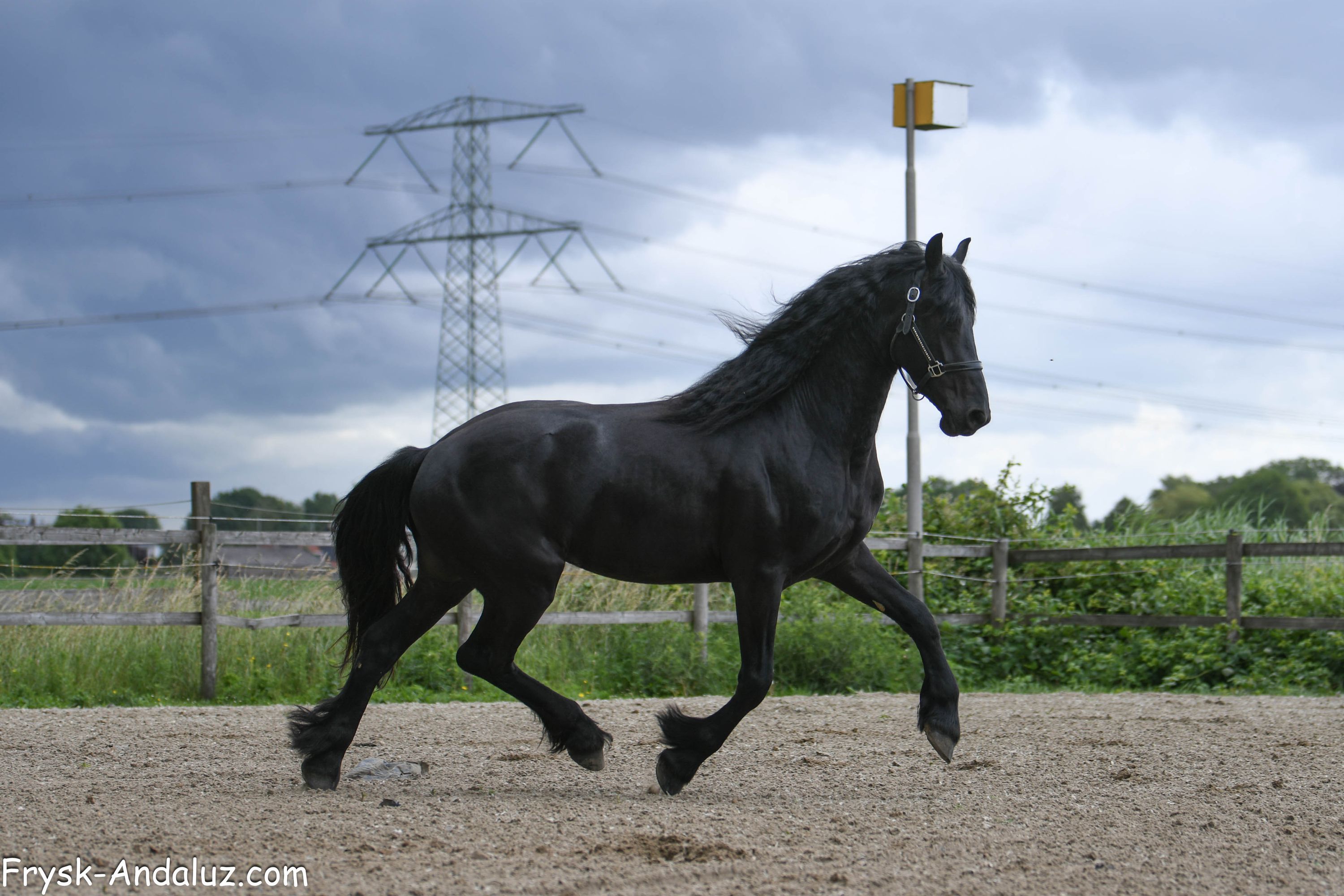 fries hengst 3 years old zwart for sale - Photo 5