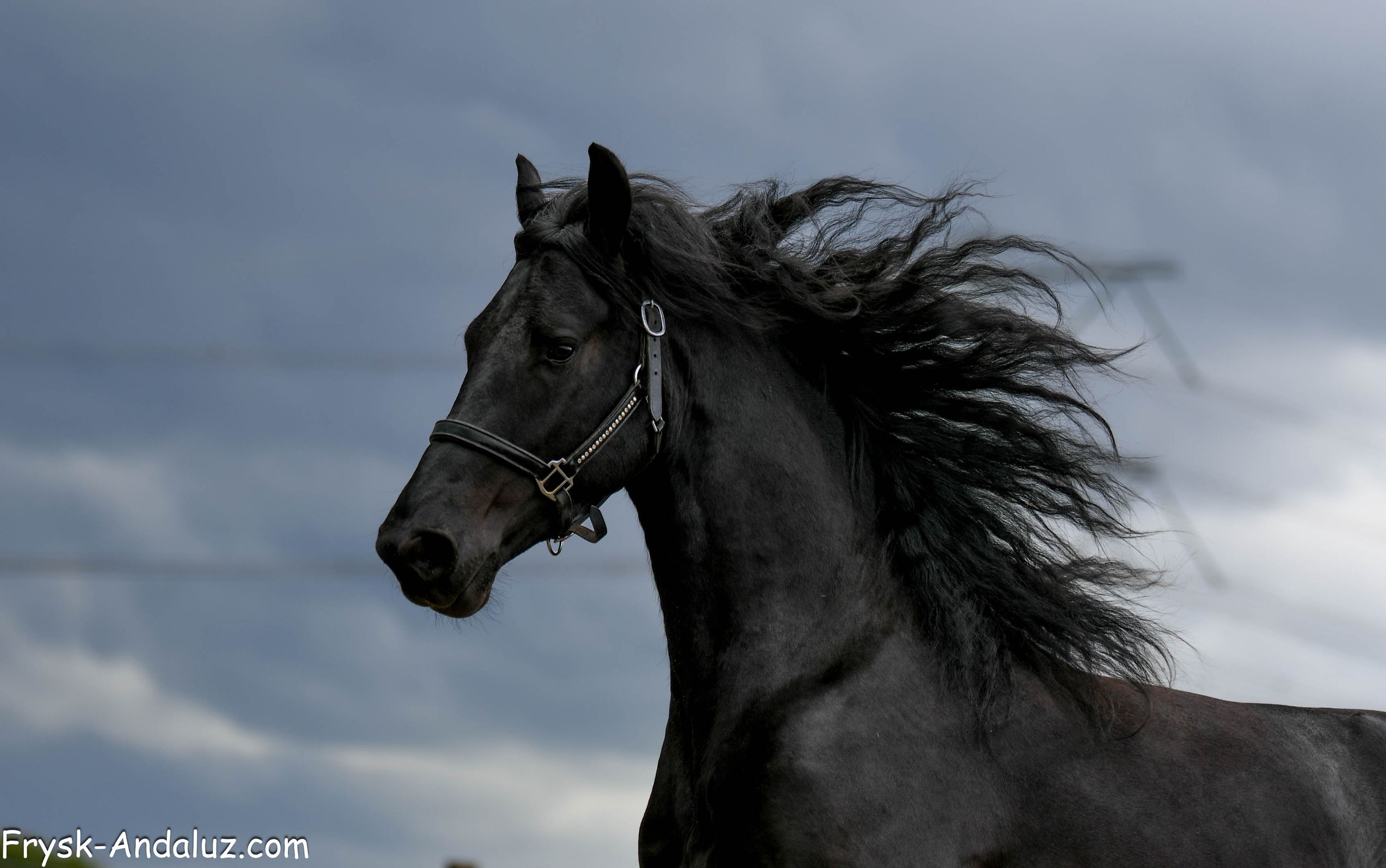 fries hengst 3 years old zwart for sale - Photo 4