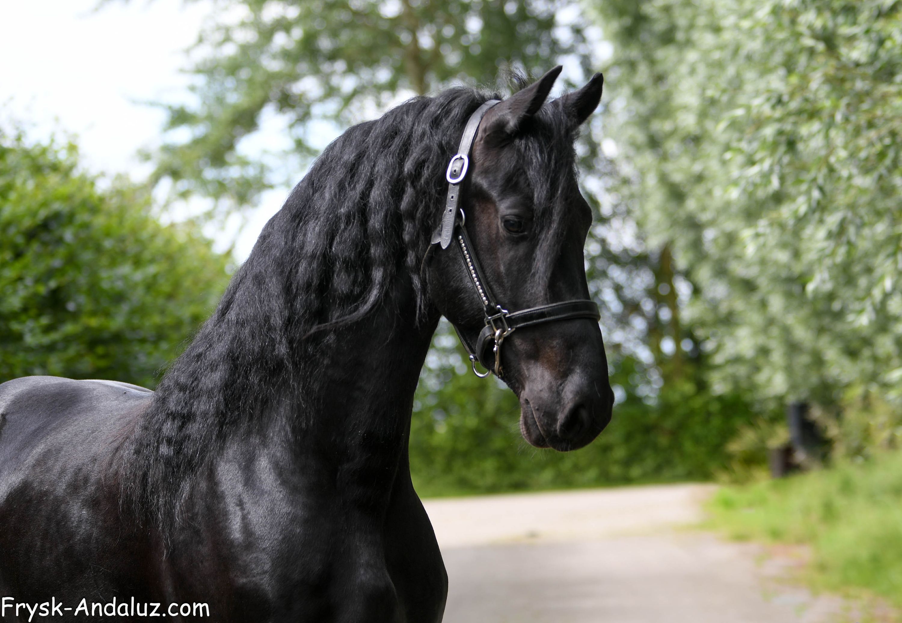 Lovely Friesian stallion