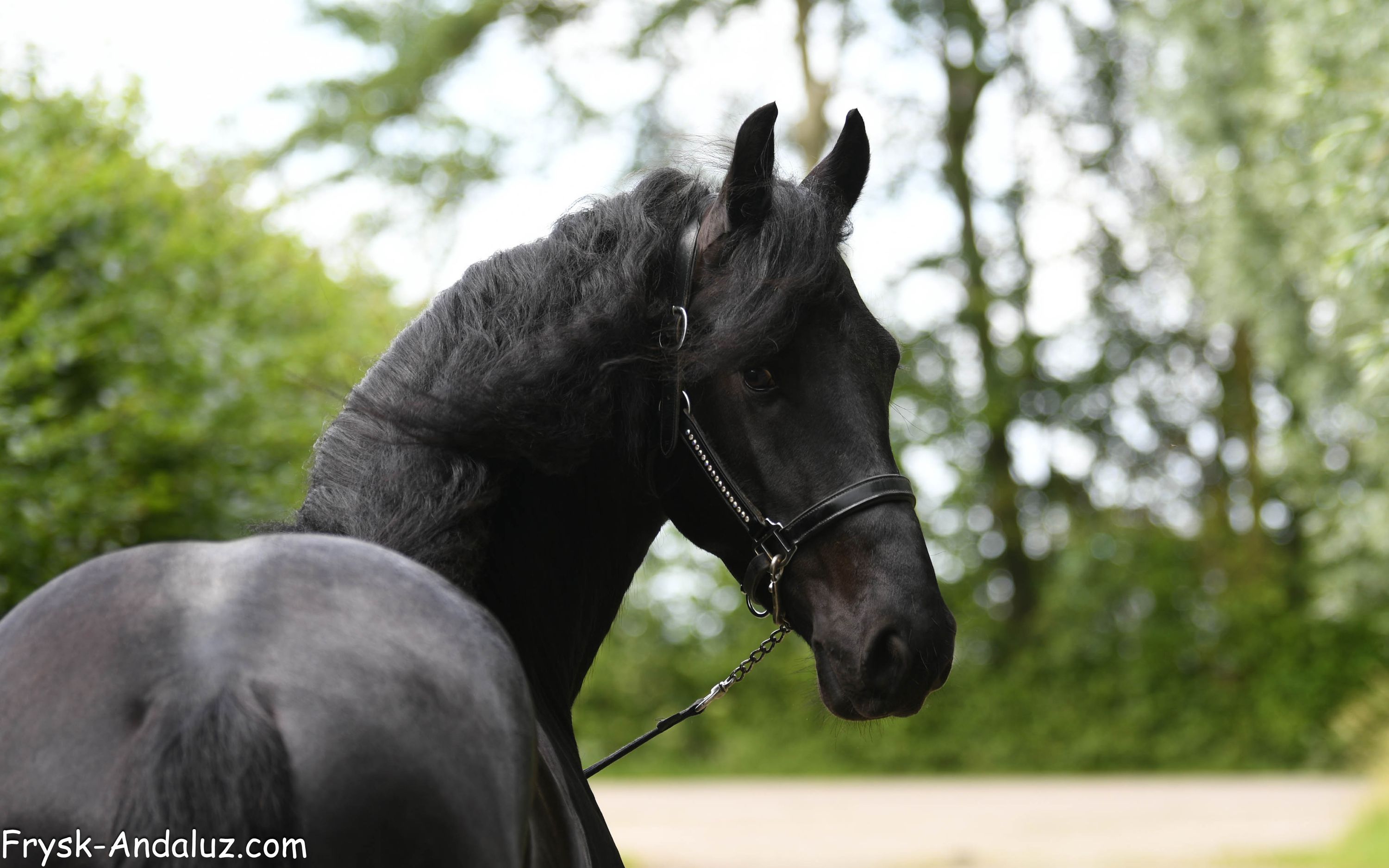 fries hengst 3 years old zwart for sale - Photo 3