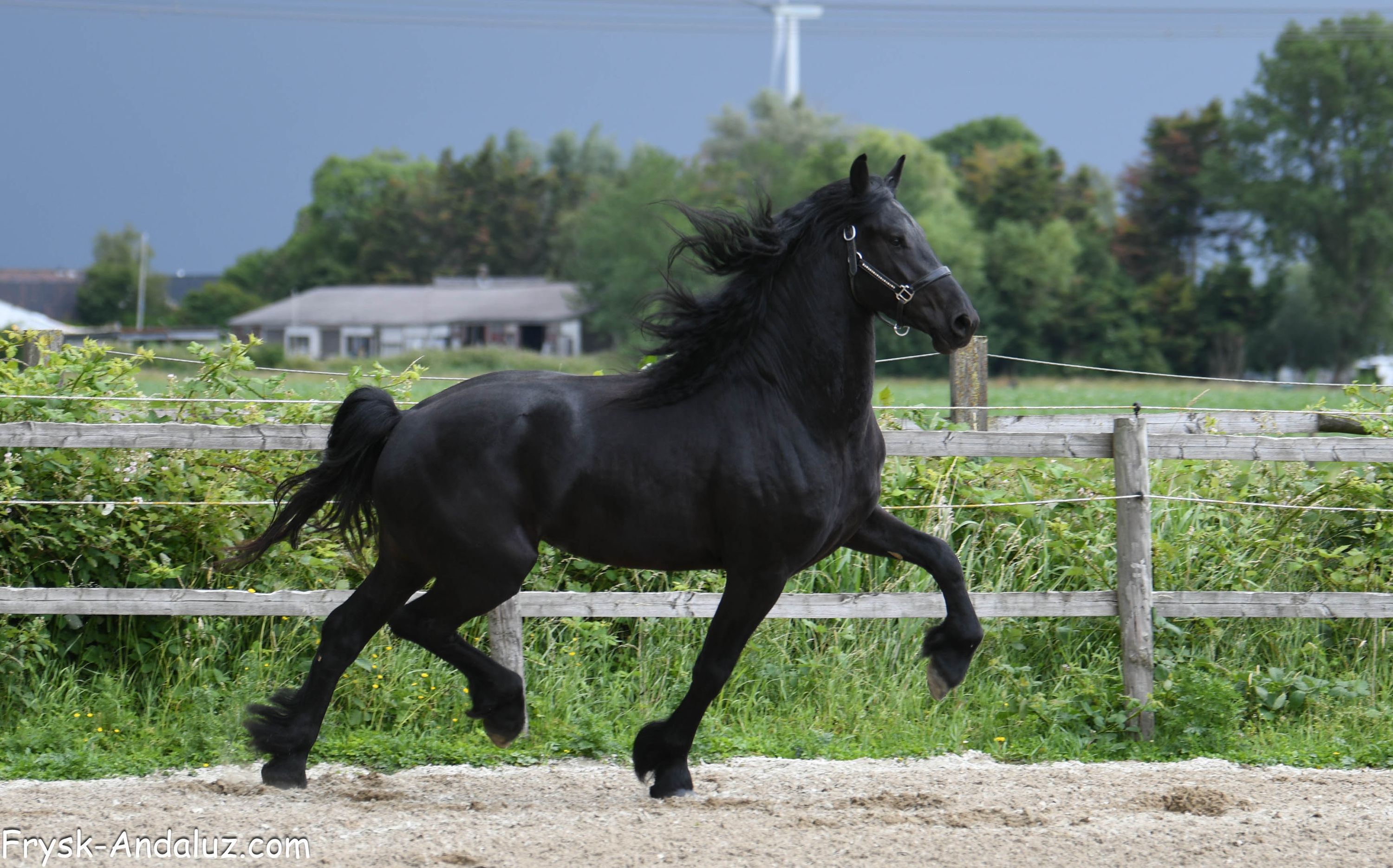 fries hengst 3 years old zwart for sale - Photo 2