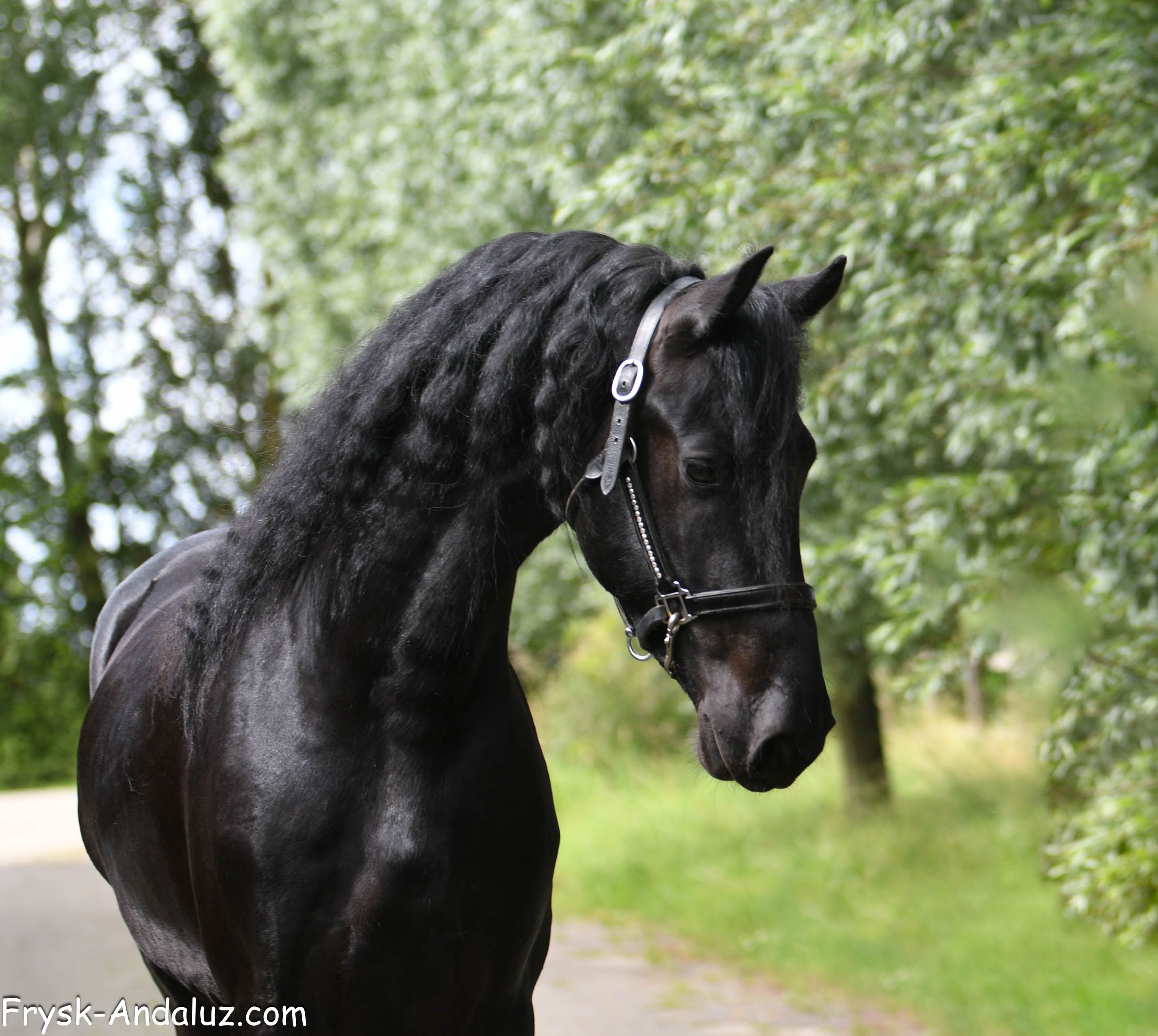 fries hengst 3 years old zwart for sale - Photo 6